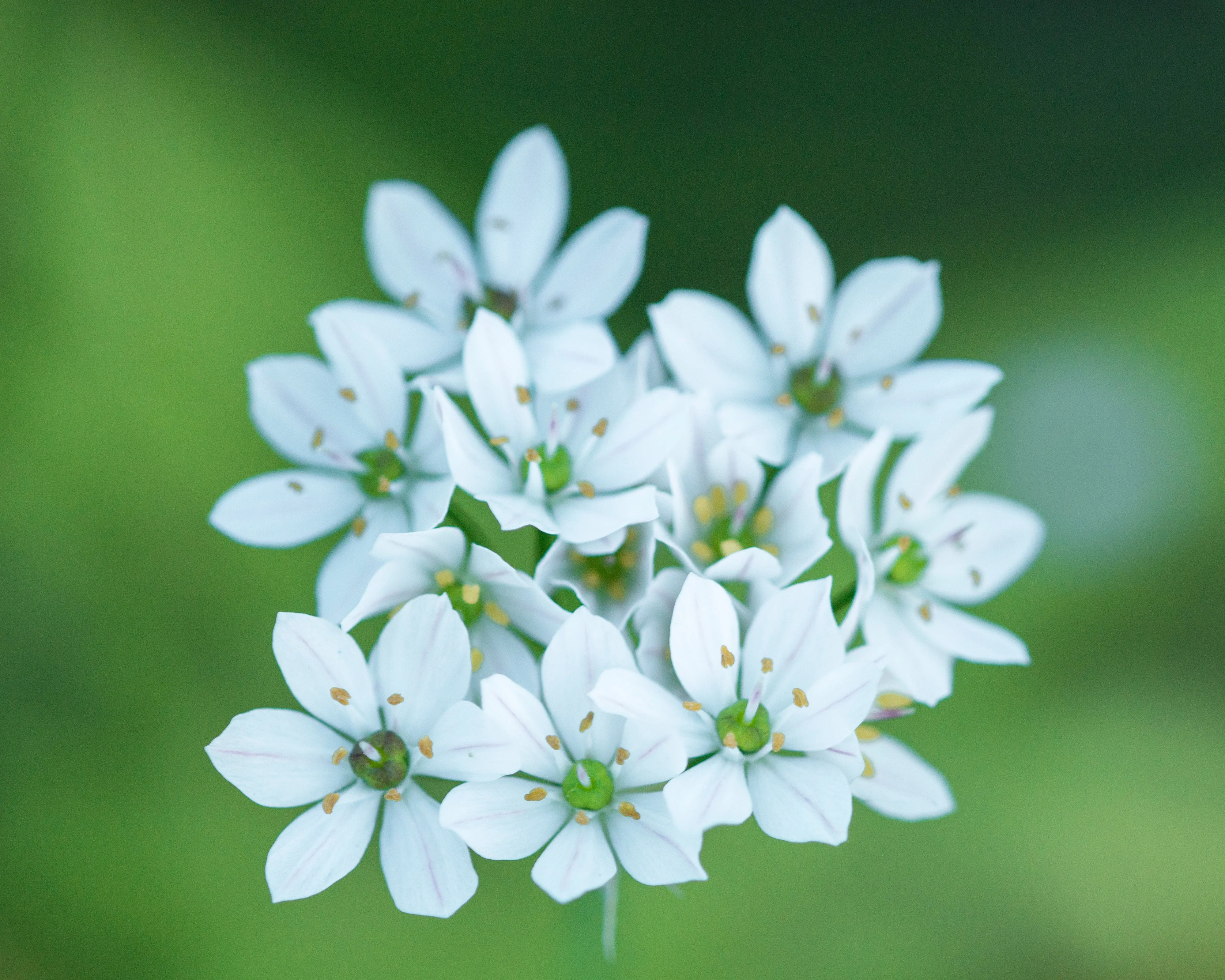 Allium neapolitanum 'Cowanii' - Image 2