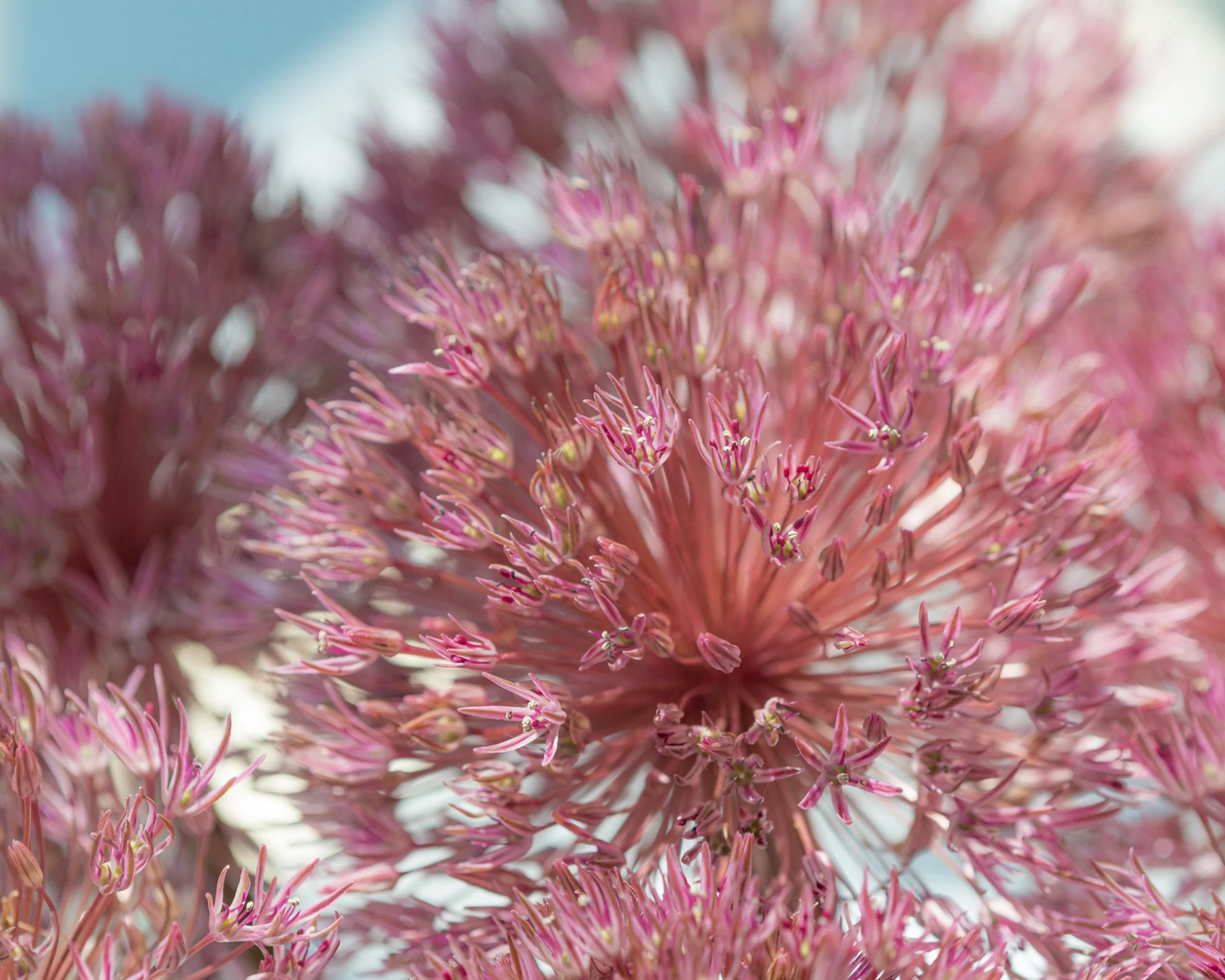 Allium nevskianum - Image 3