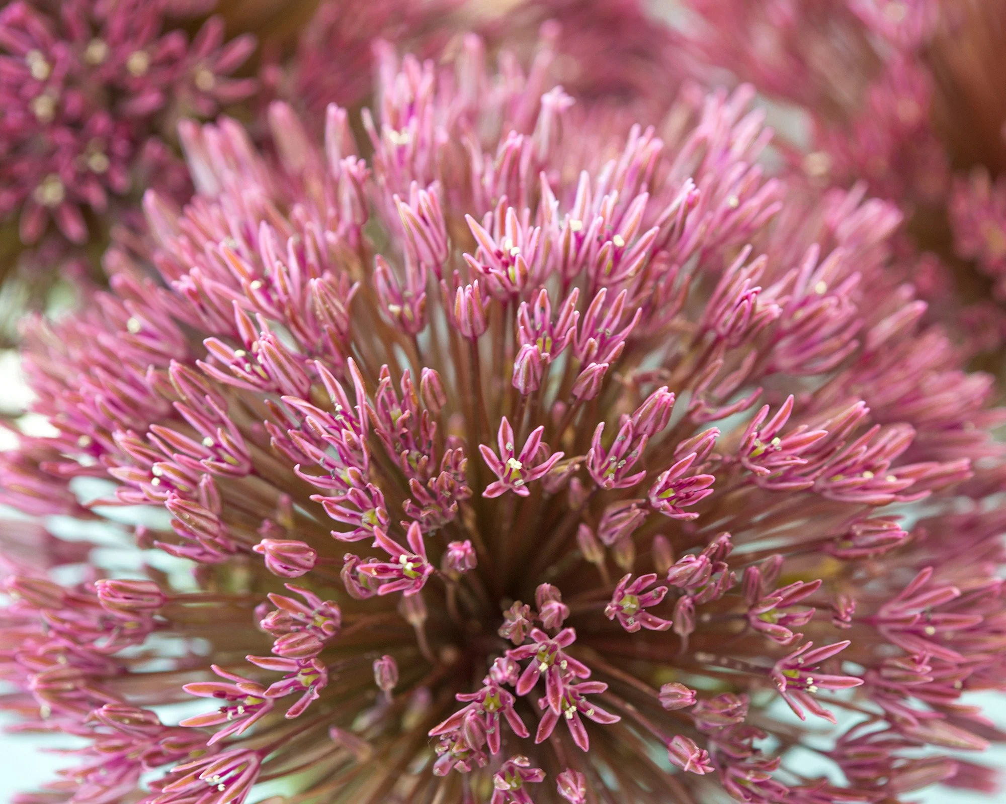 Allium nevskianum - Image 4
