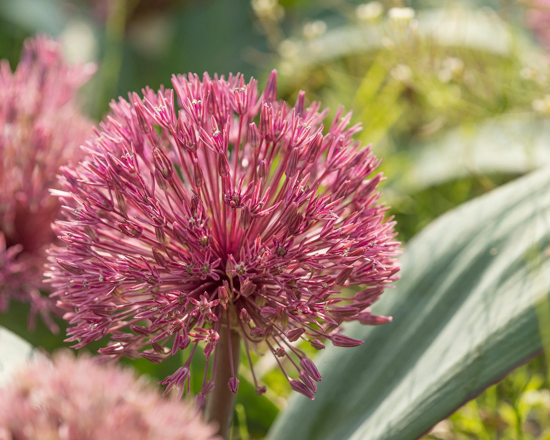 Allium nevskianum - Image 5
