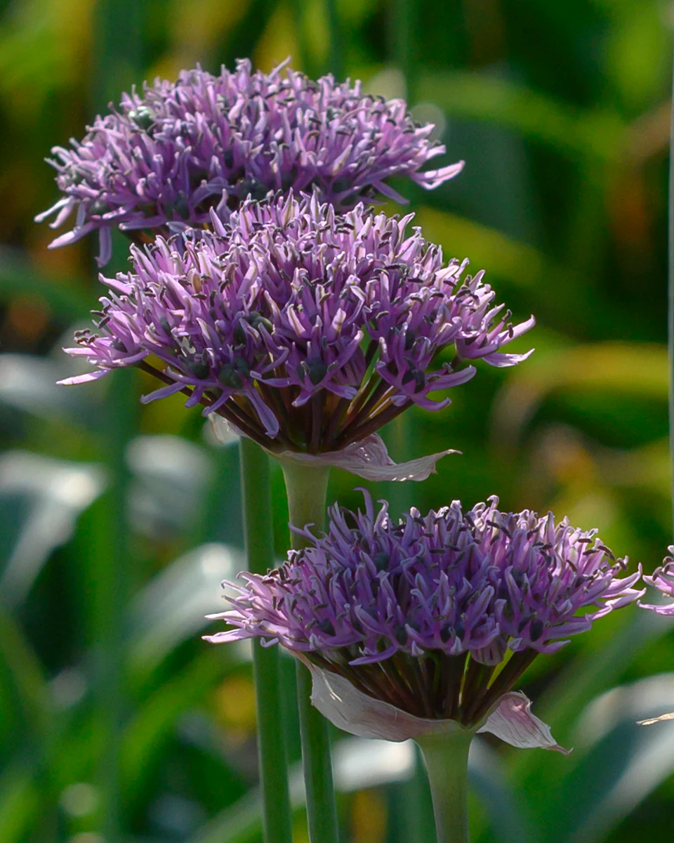 Allium 'New York' - Image 3