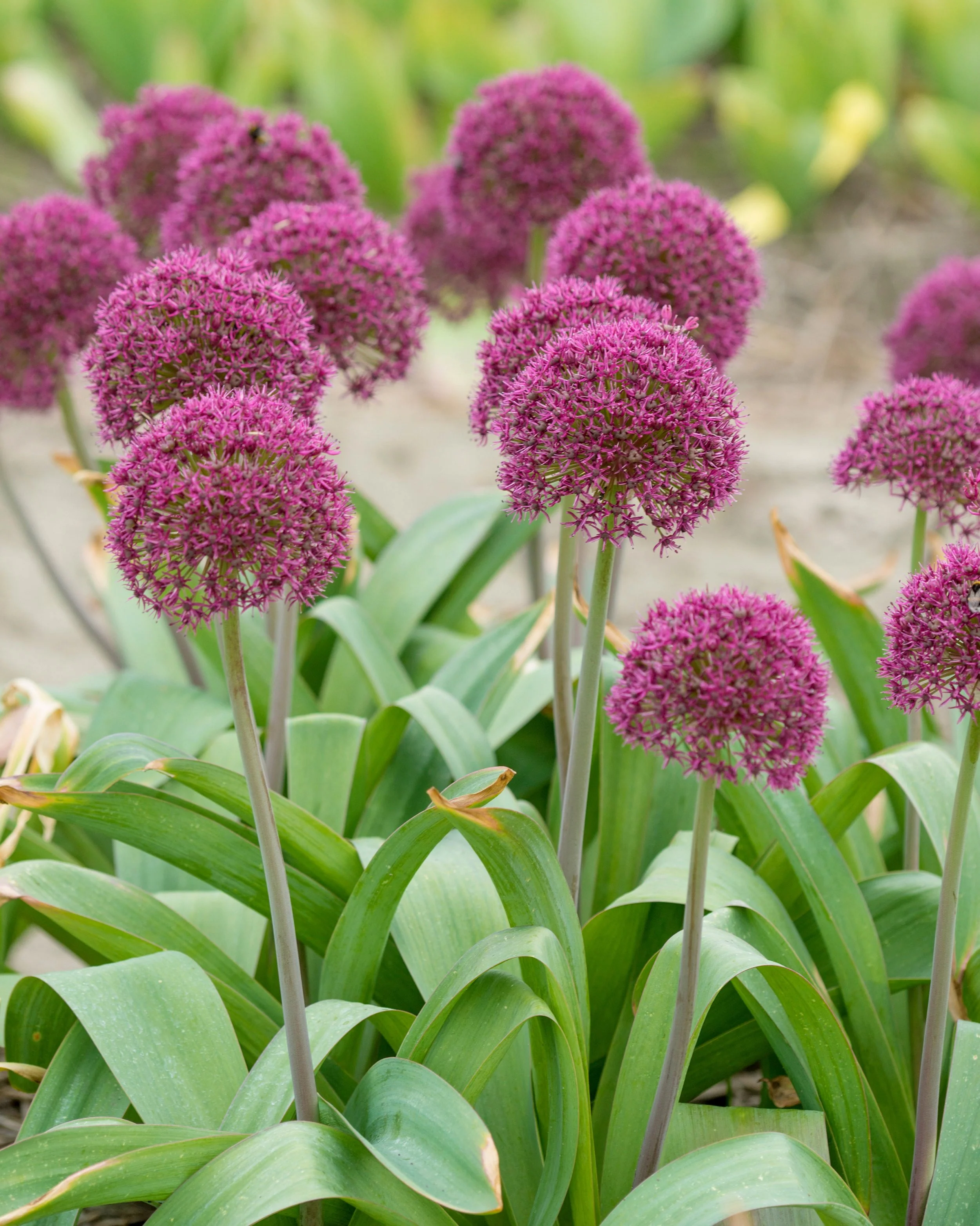 Allium 'Ostara' - Image 2