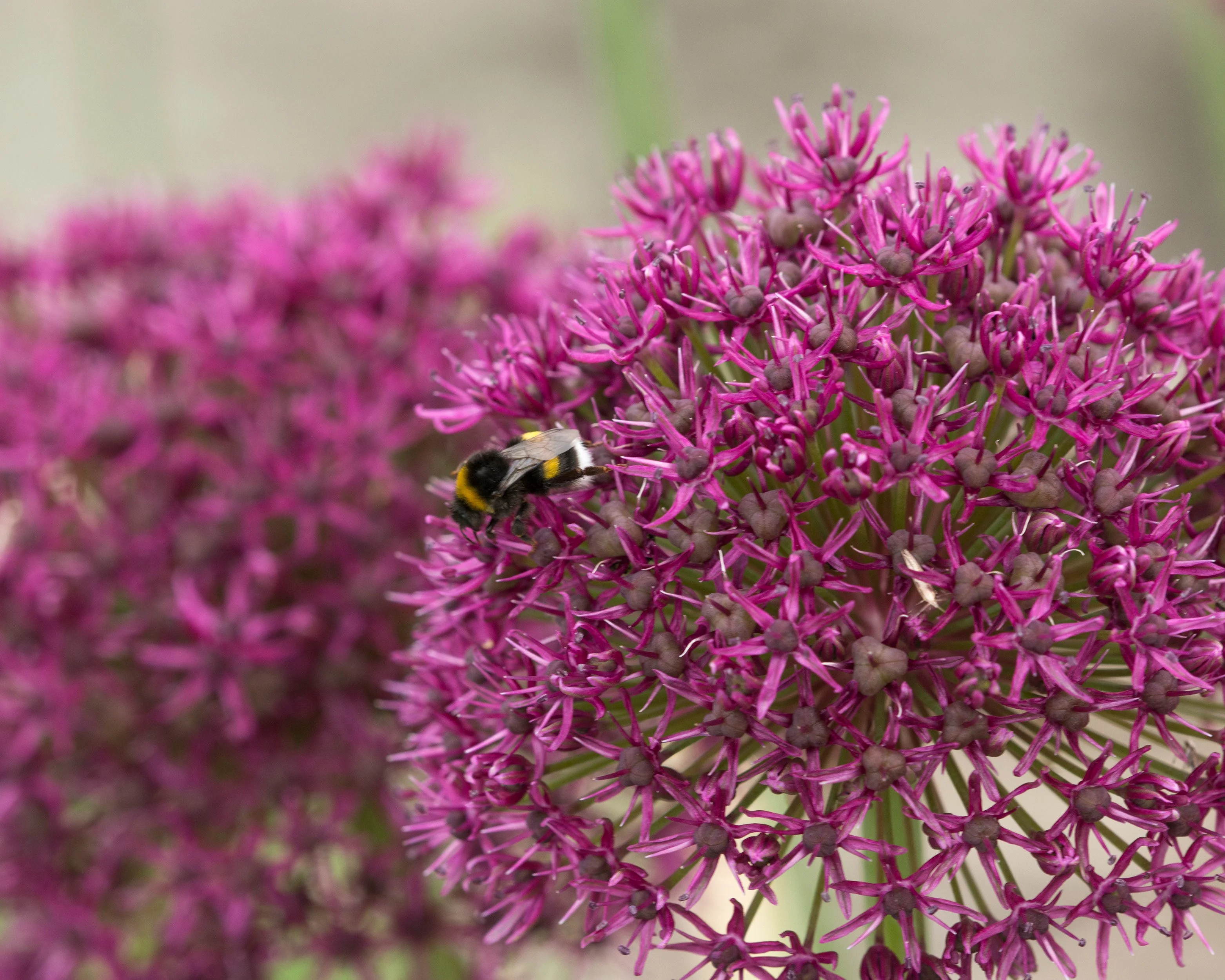 Allium 'Ostara' - Image 3