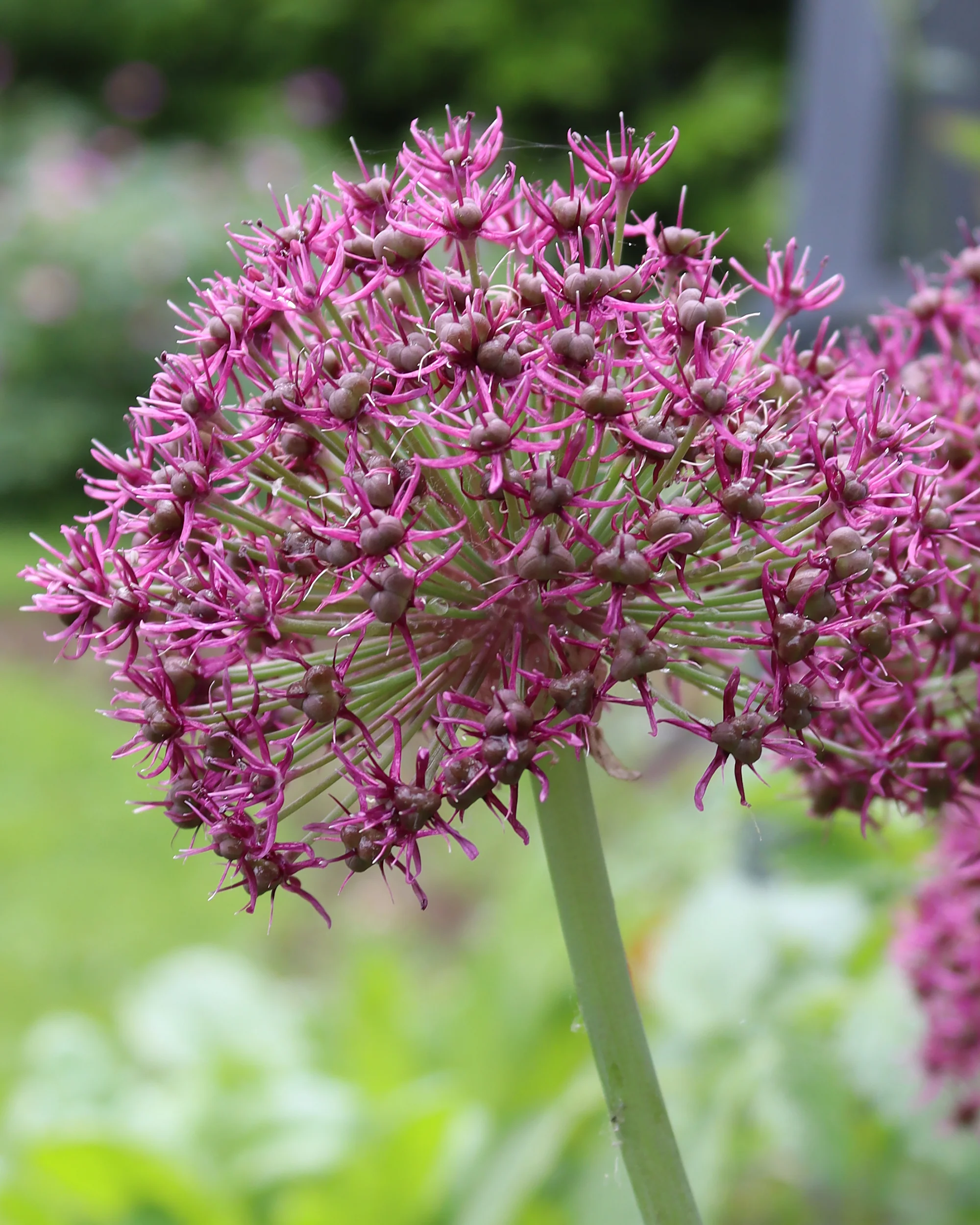 Allium 'Ostara' - Image 4