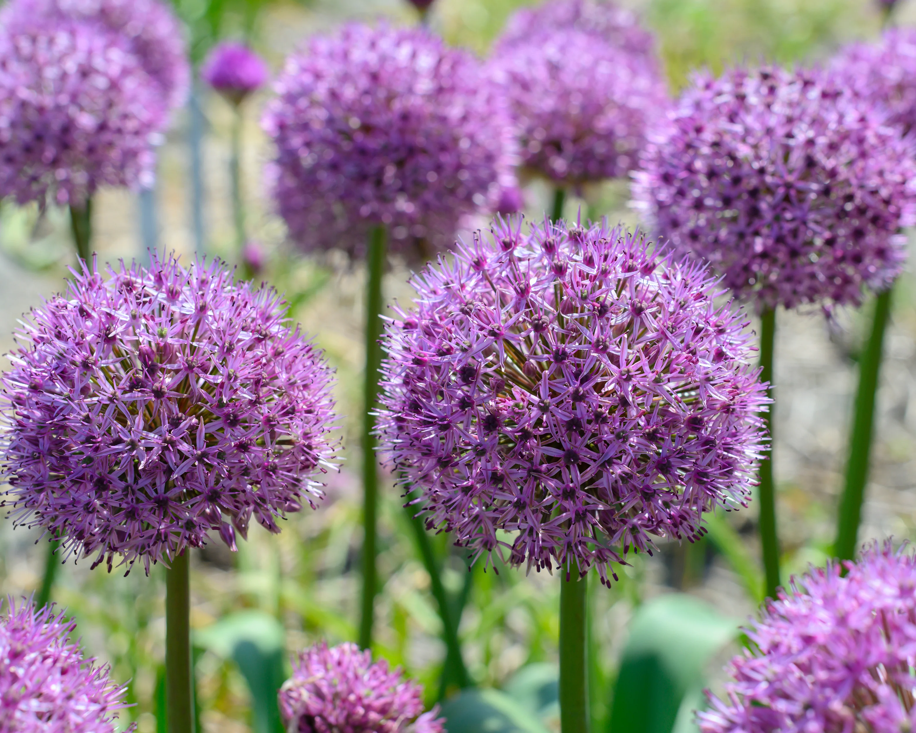 Allium 'Party Balloons' - Image 2
