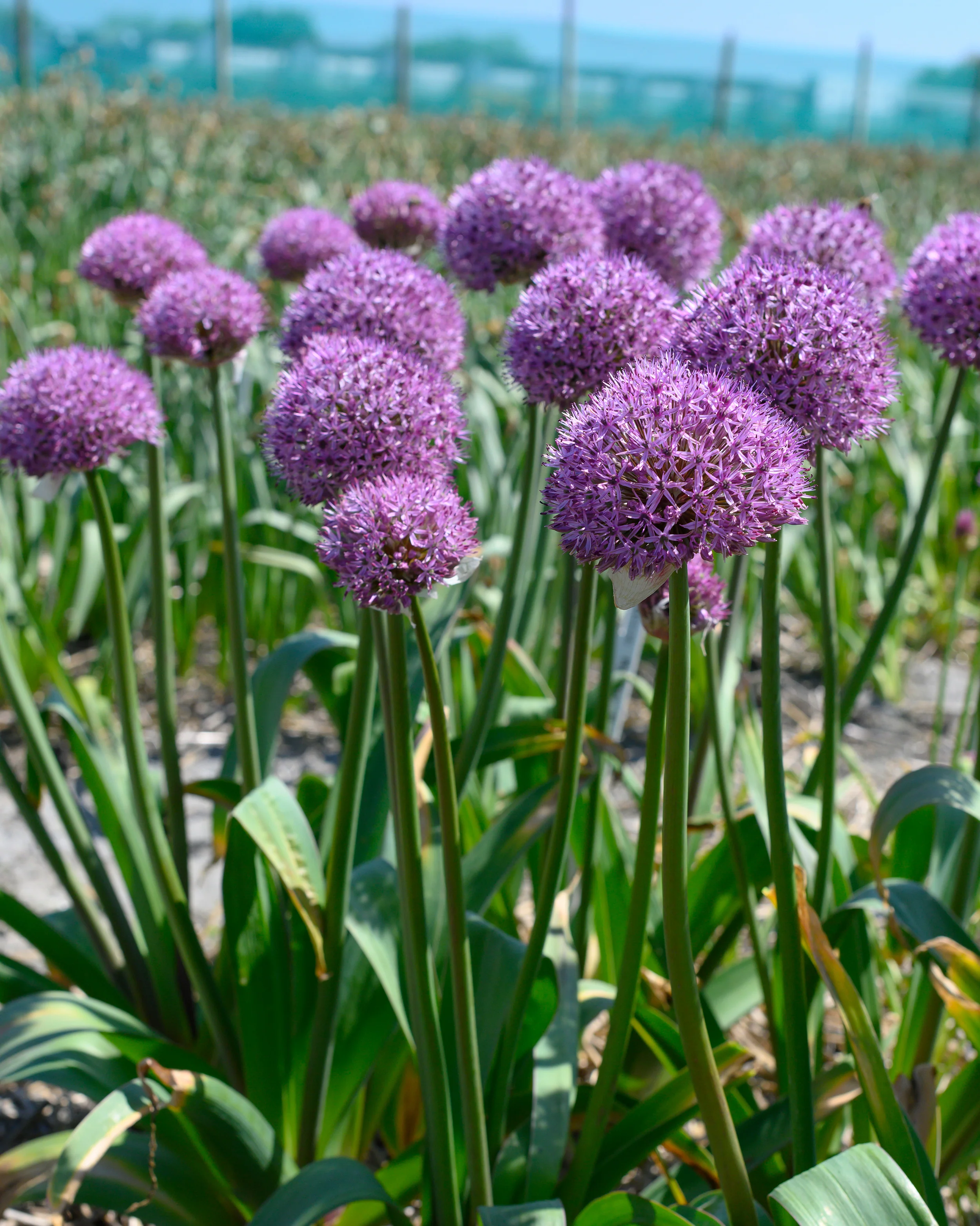 Allium 'Party Balloons' - Image 3