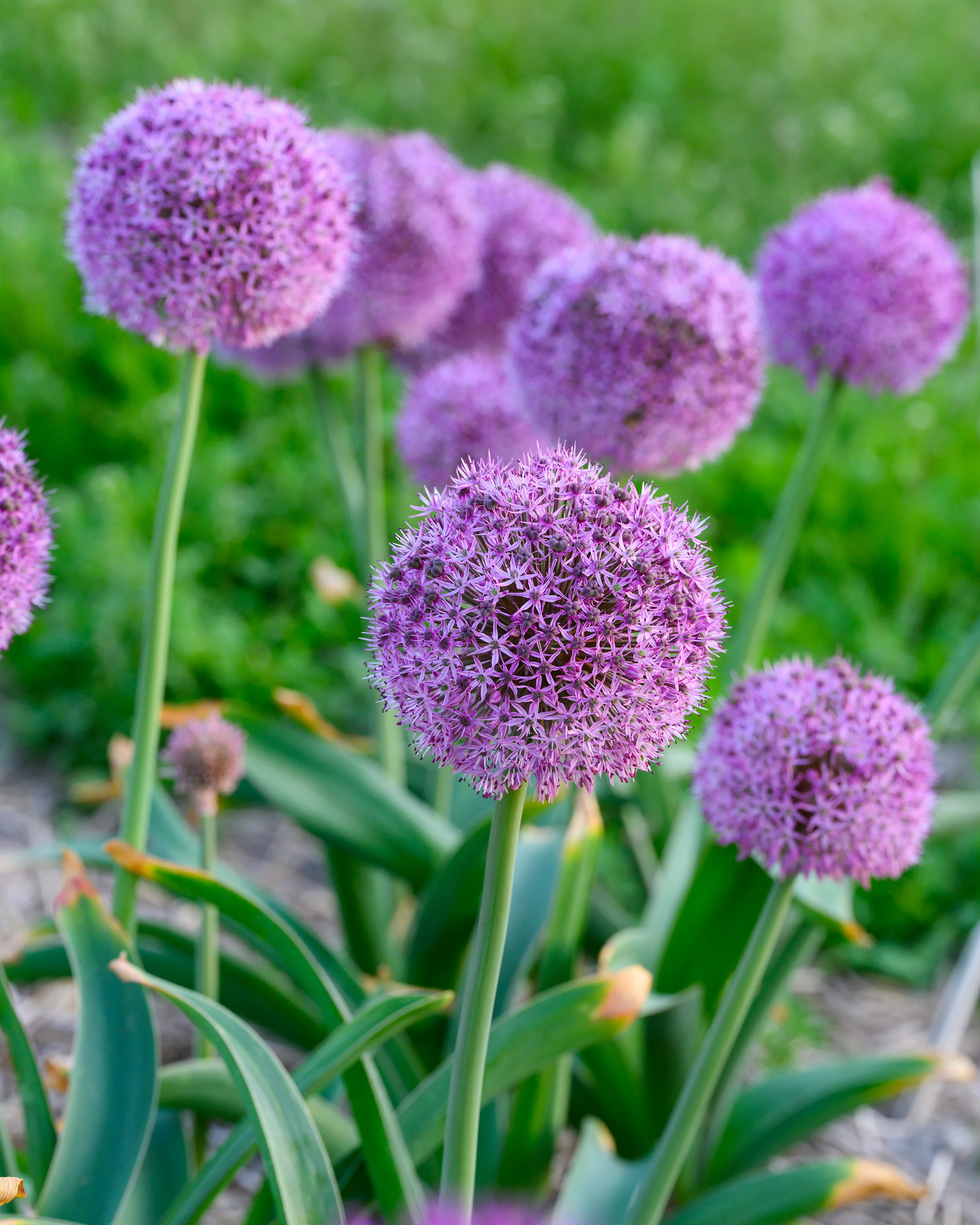 Allium 'Party Balloons' - Image 4