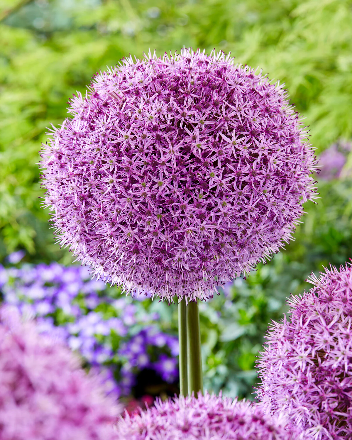 Allium 'Party Balloons' - Image 7