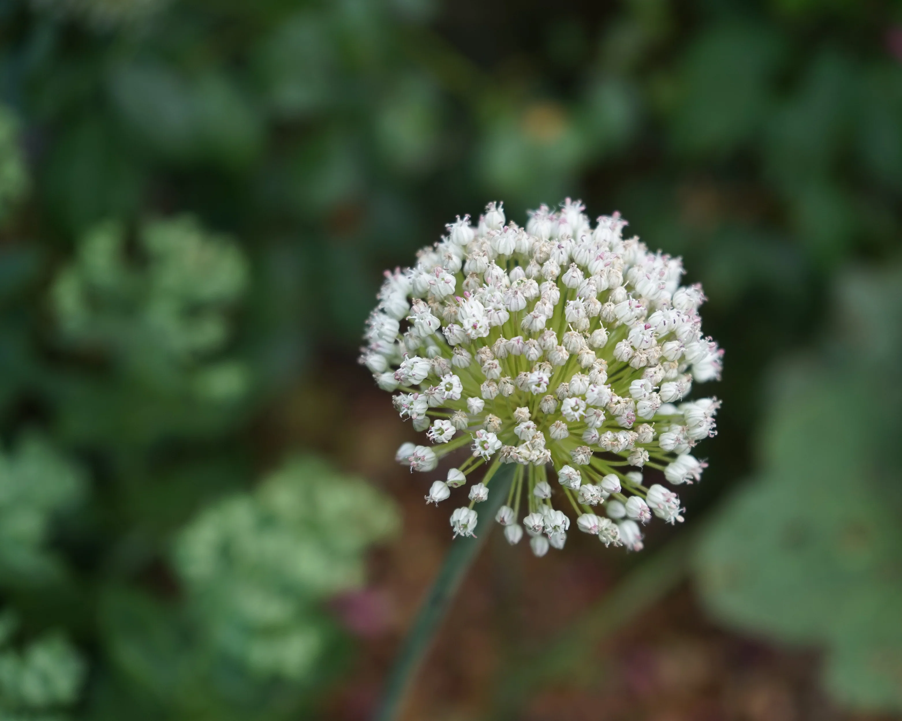 Allium 'Ping Pong' - Image 5