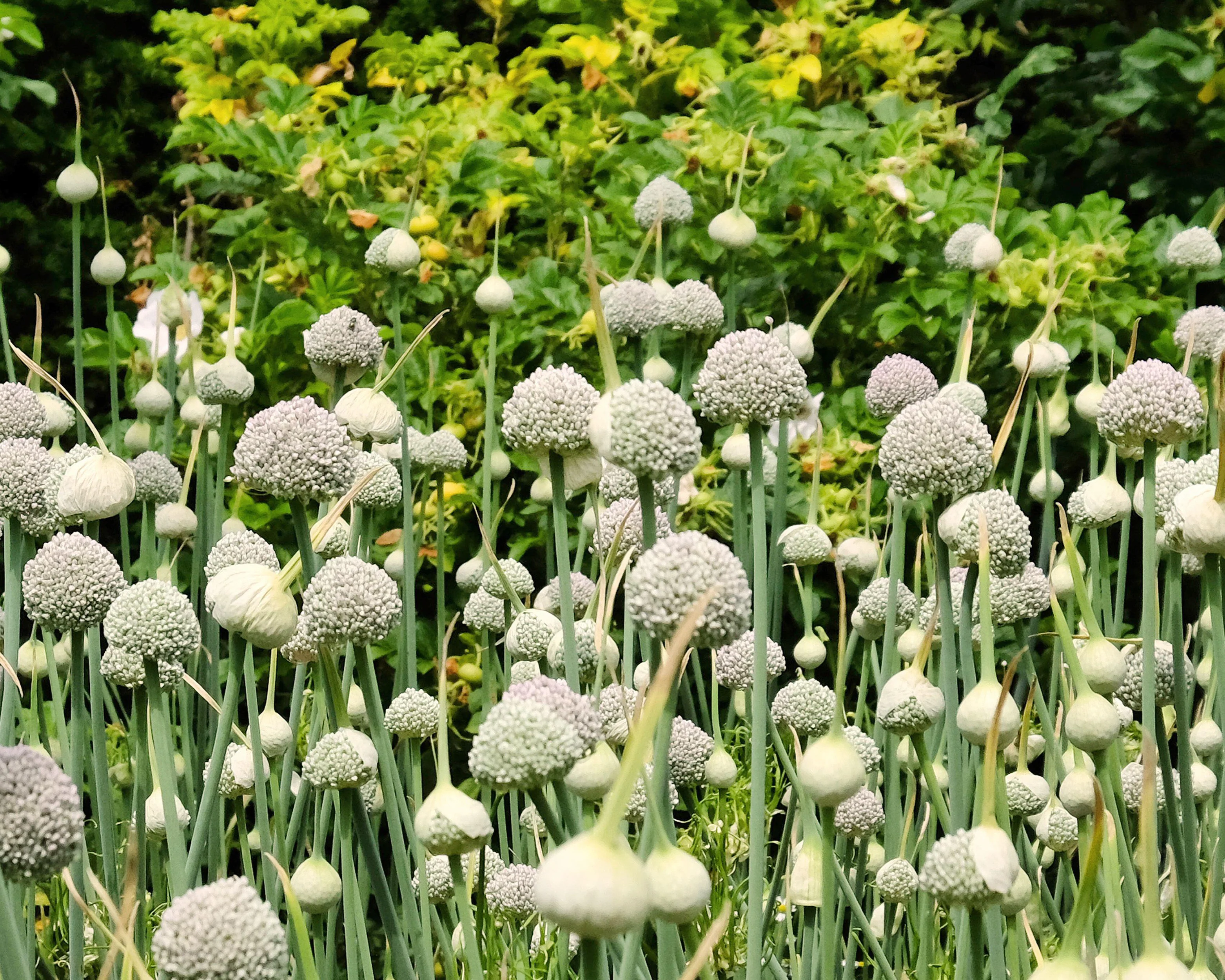 Allium 'Ping Pong' - Image 6