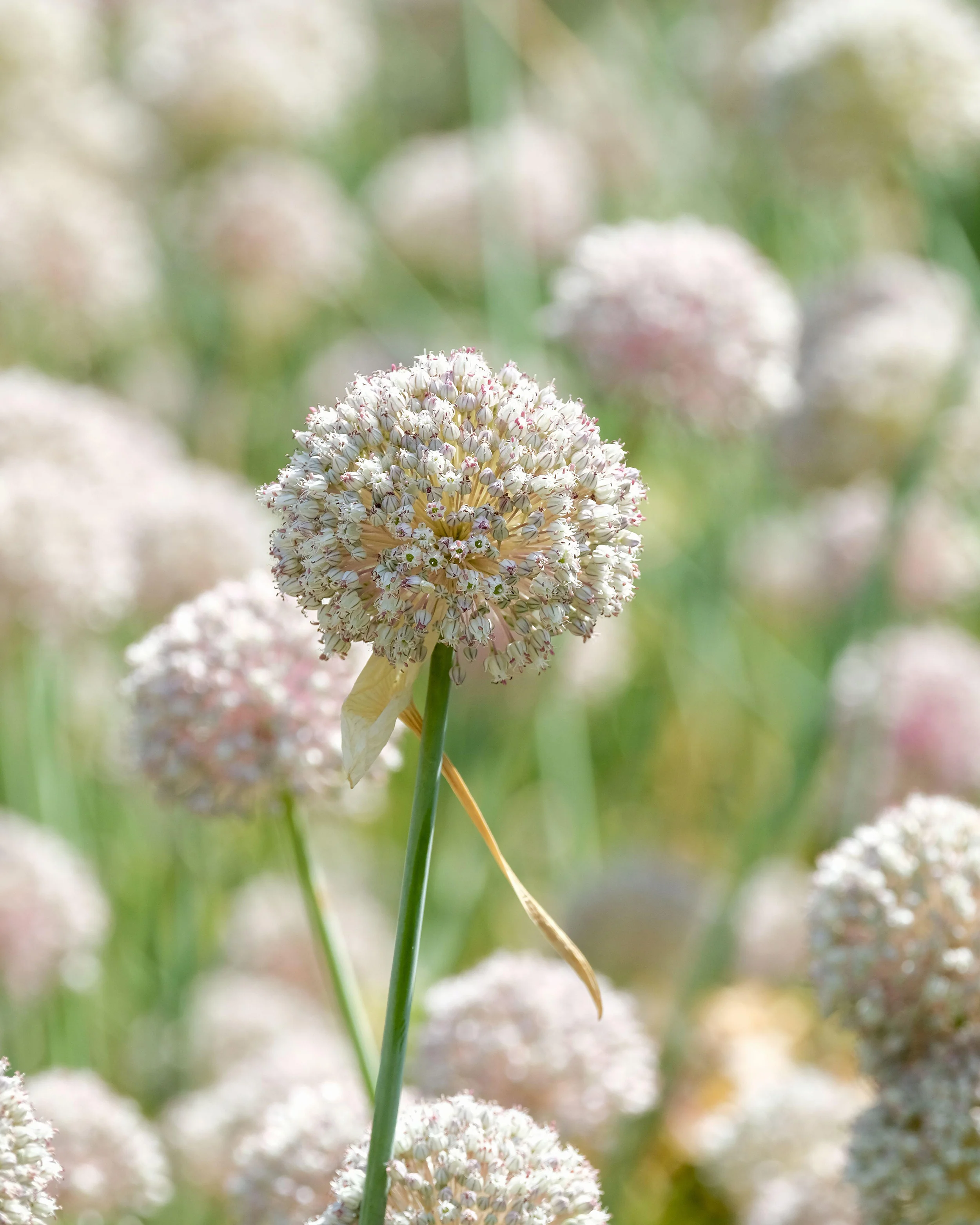 Allium 'Ping Pong' - Image 7