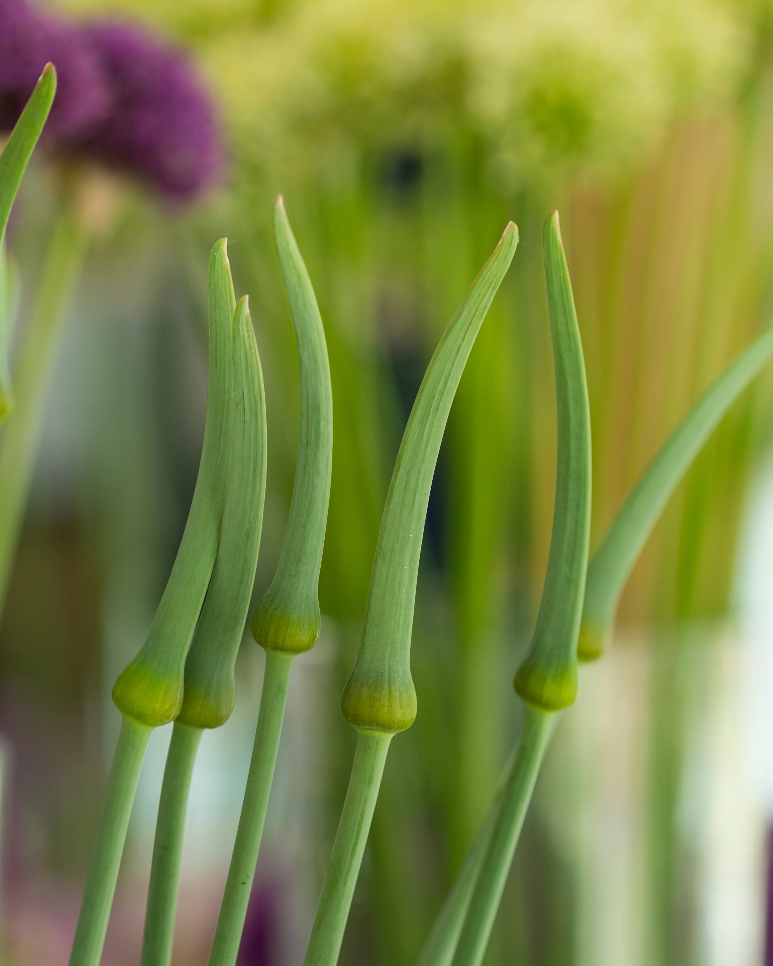 Allium 'Ping Pong' - Image 8