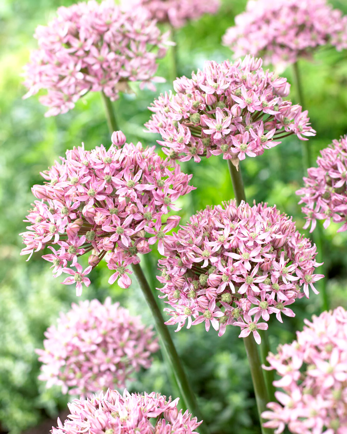 Allium 'Pink Jewel' - Image 2