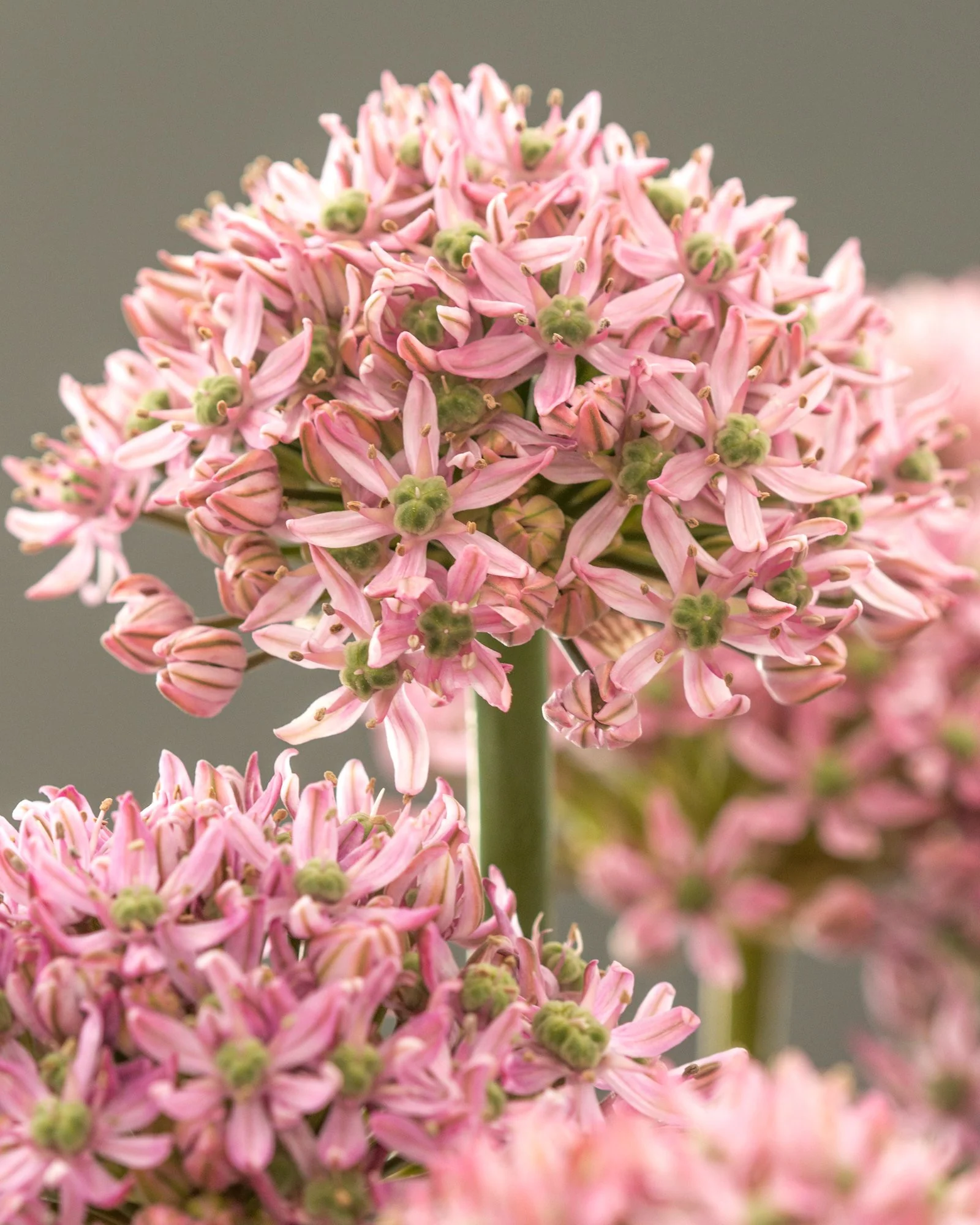 Allium 'Pink Jewel' - Image 5