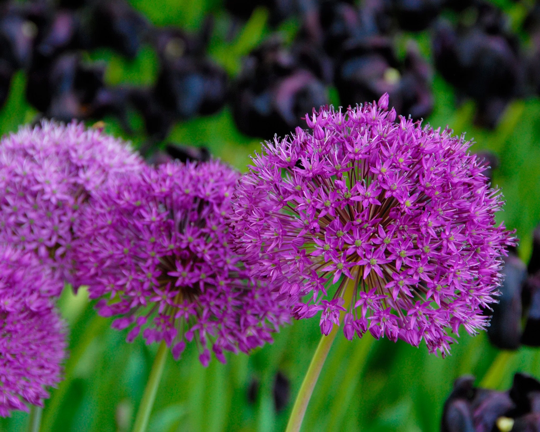 Allium 'Purple Sensation' - Image 5