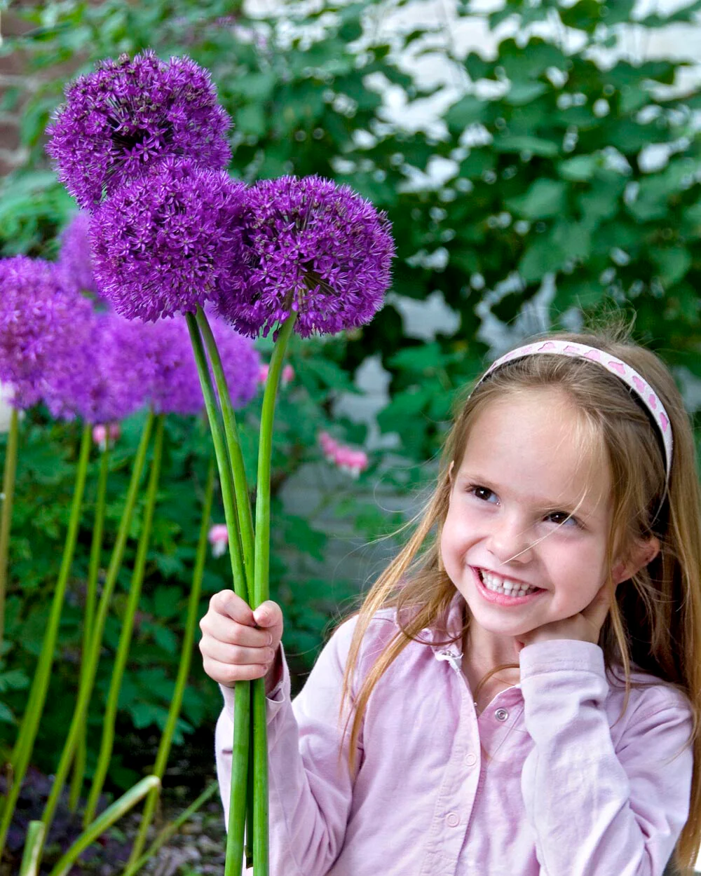 Allium 'Purple Sensation' - Image 6