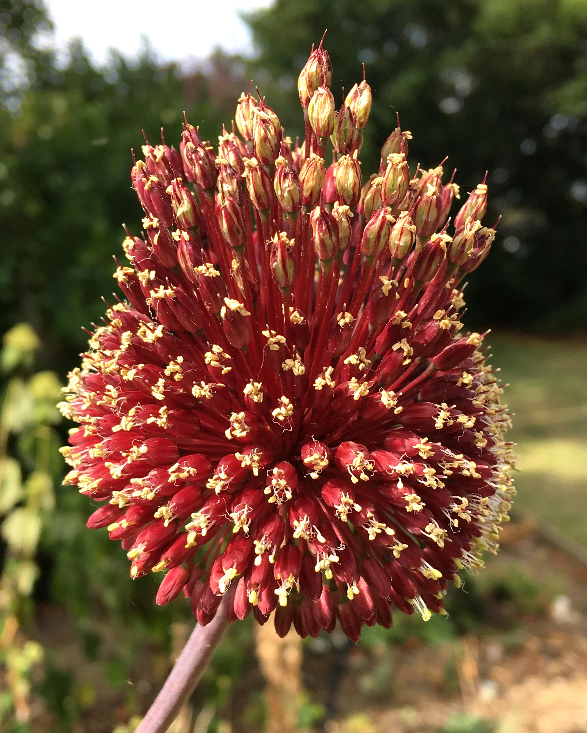 Allium 'Red Mohican' - Image 2