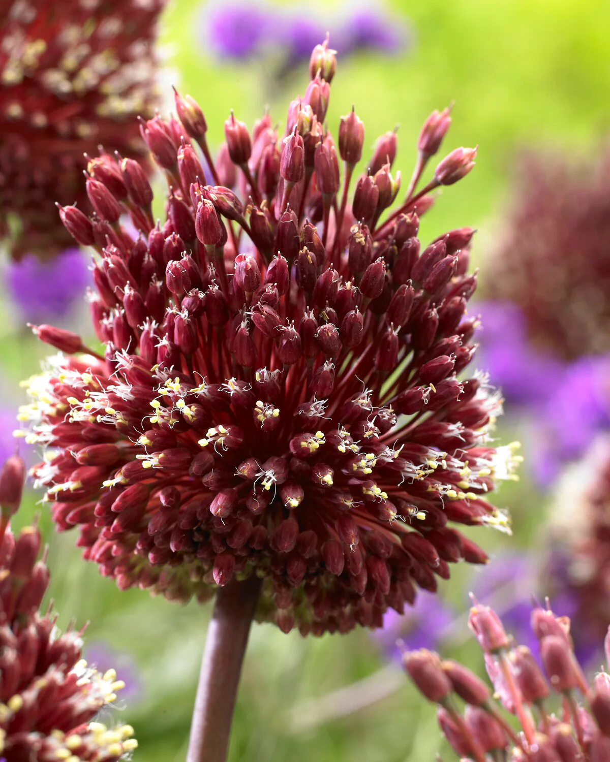 Allium 'Red Mohican' - Image 3