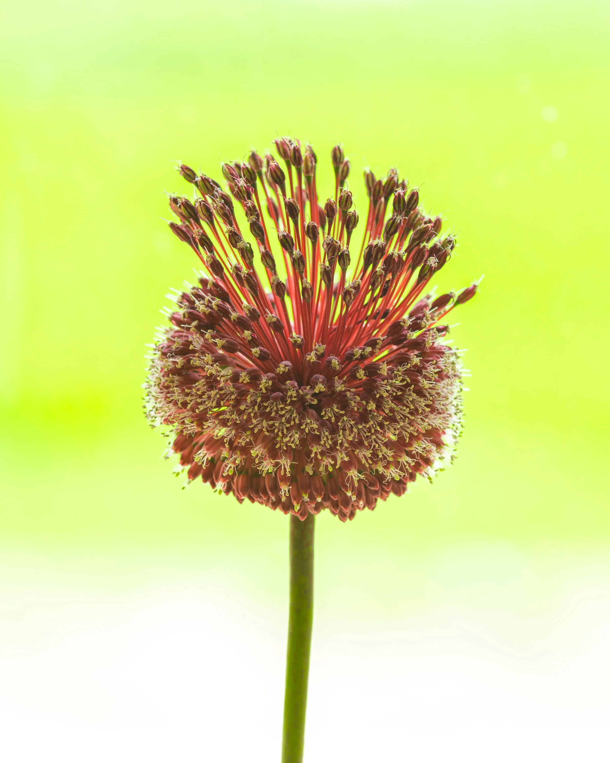Allium 'Red Mohican' - Image 5