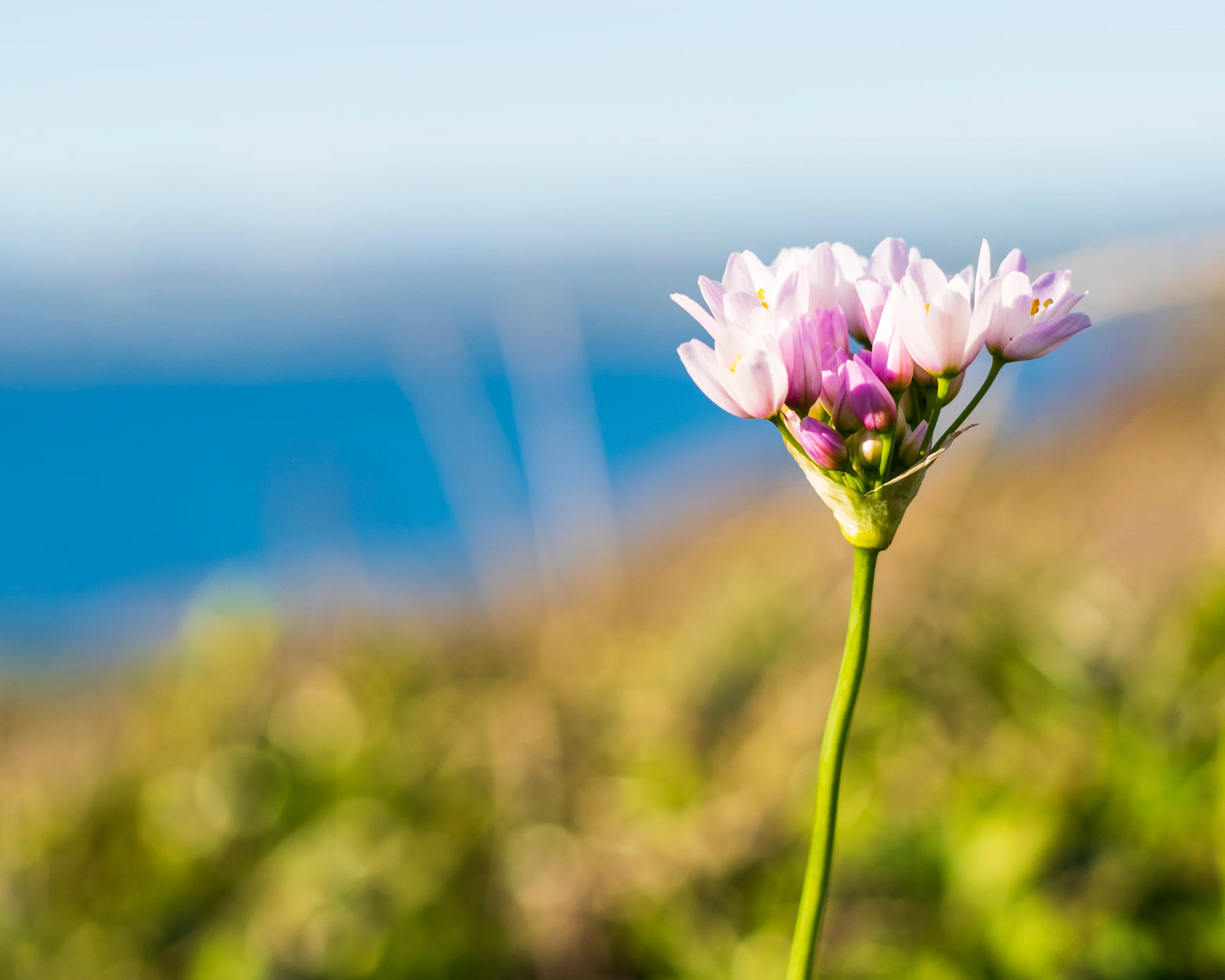 Allium roseum - Image 12