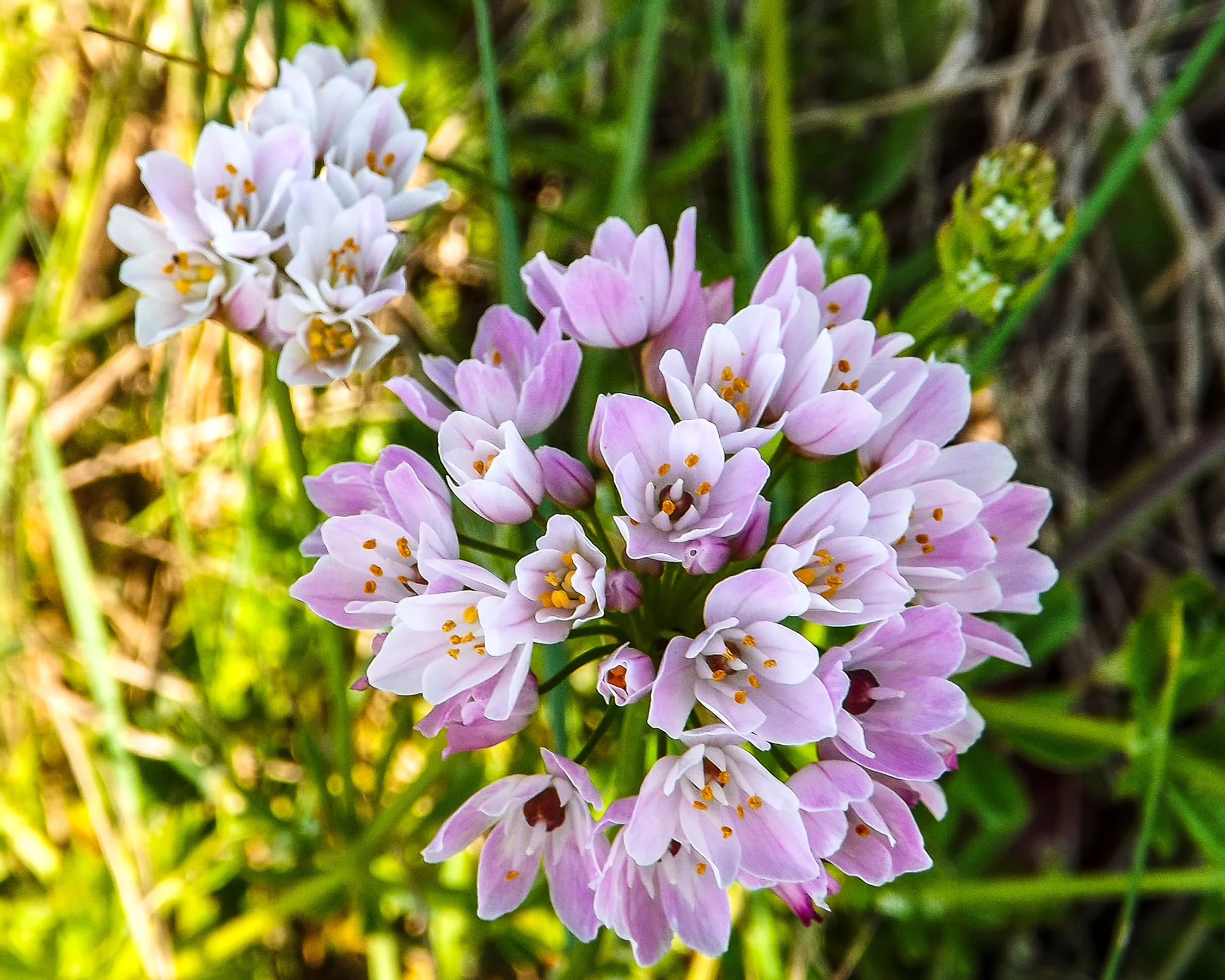 Allium roseum - Image 13