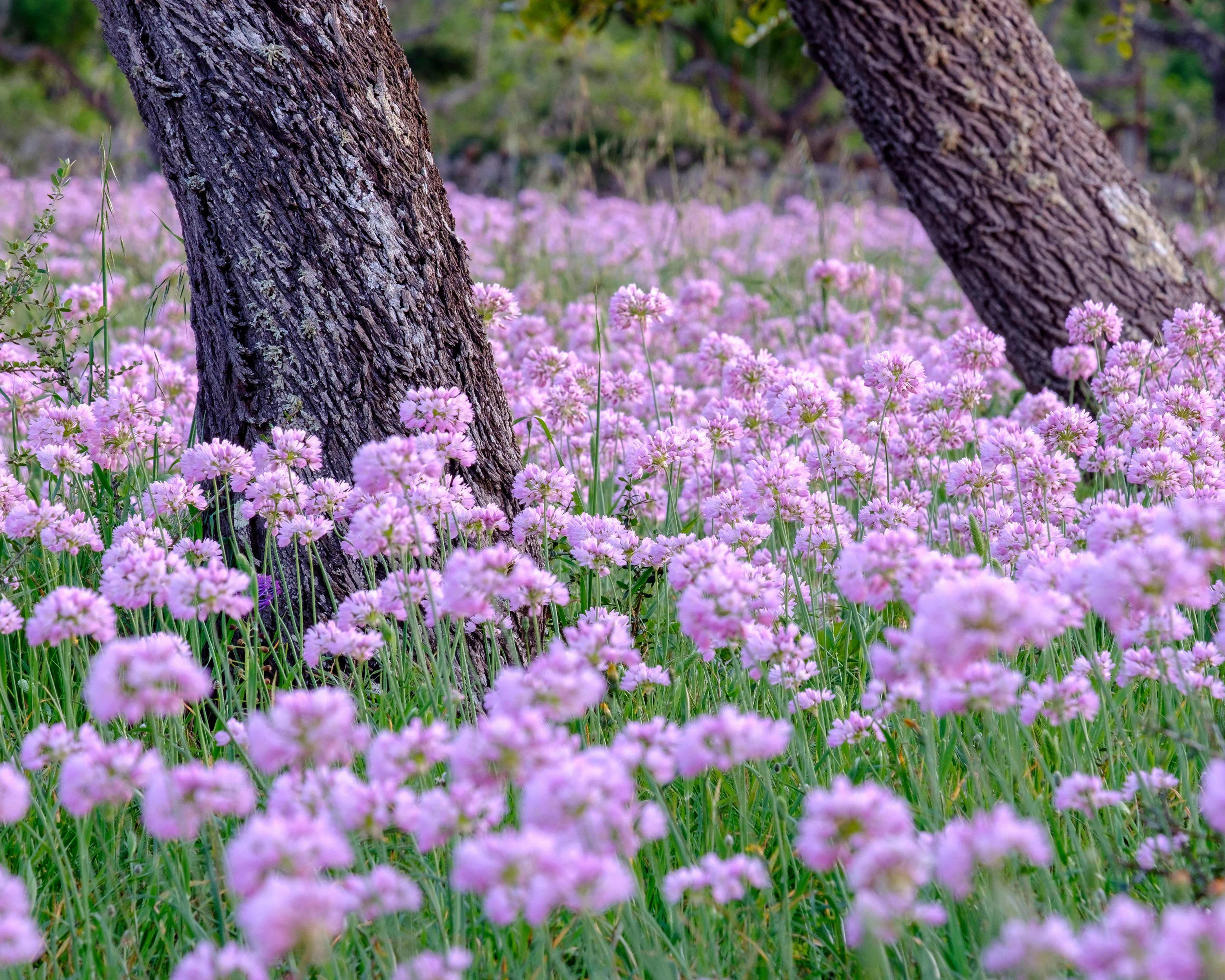 Allium roseum - Image 2