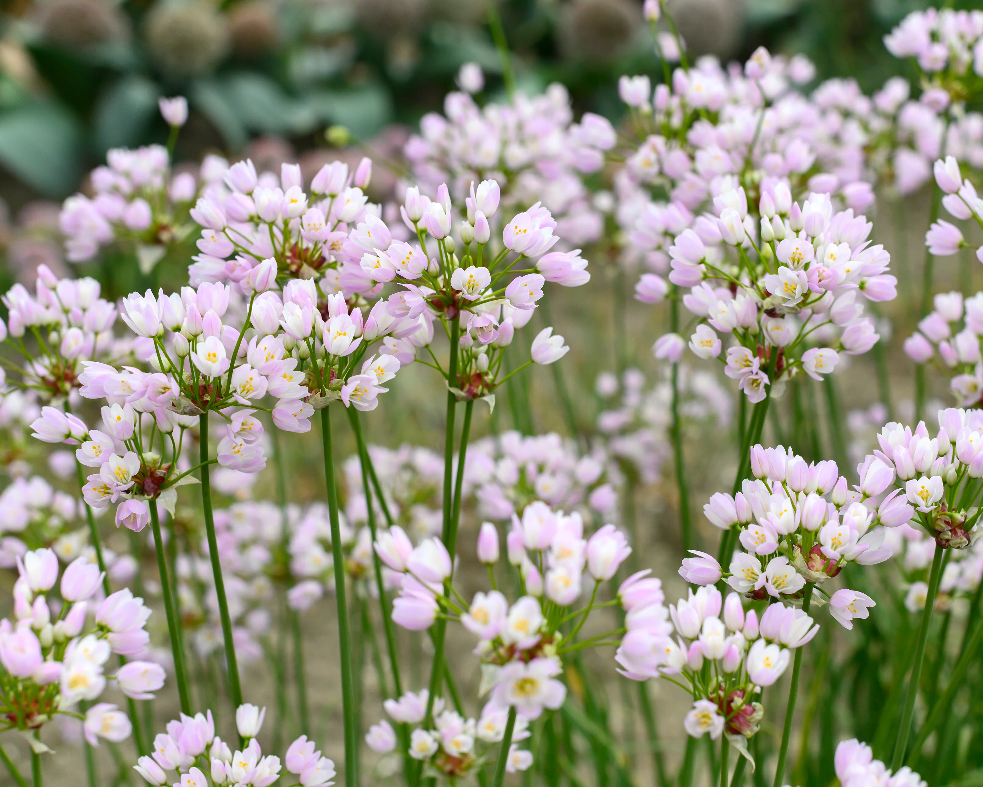 Allium roseum - Image 4