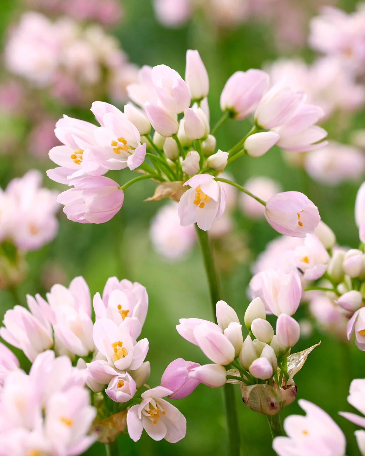 Allium roseum - Image 5