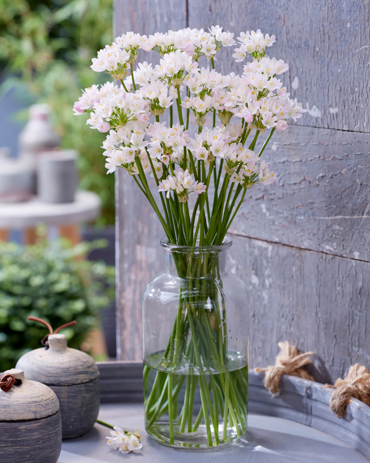 Allium roseum - Image 7