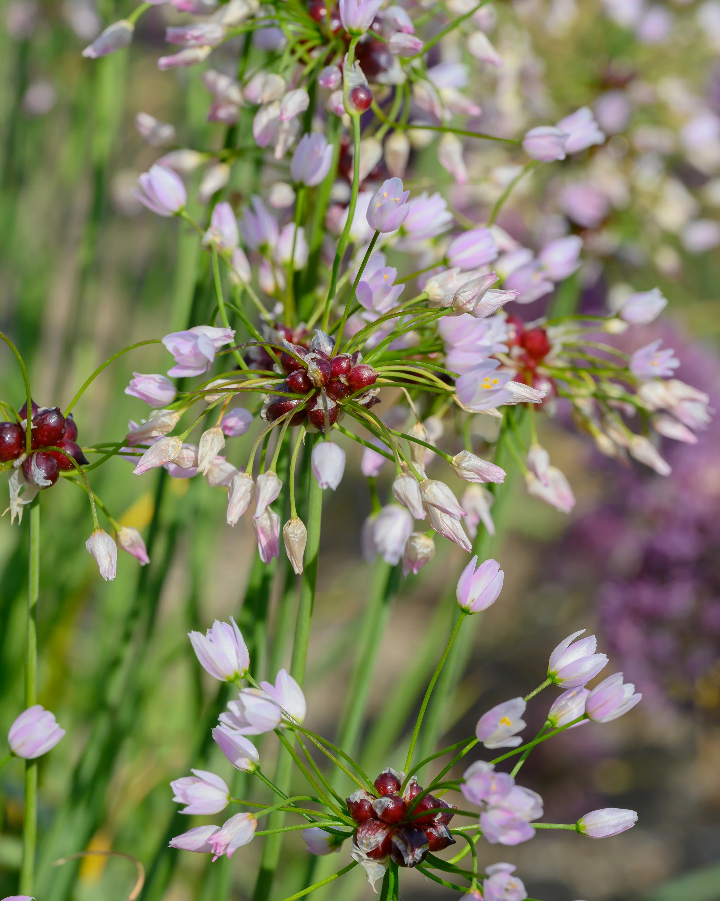 Allium roseum - Image 8