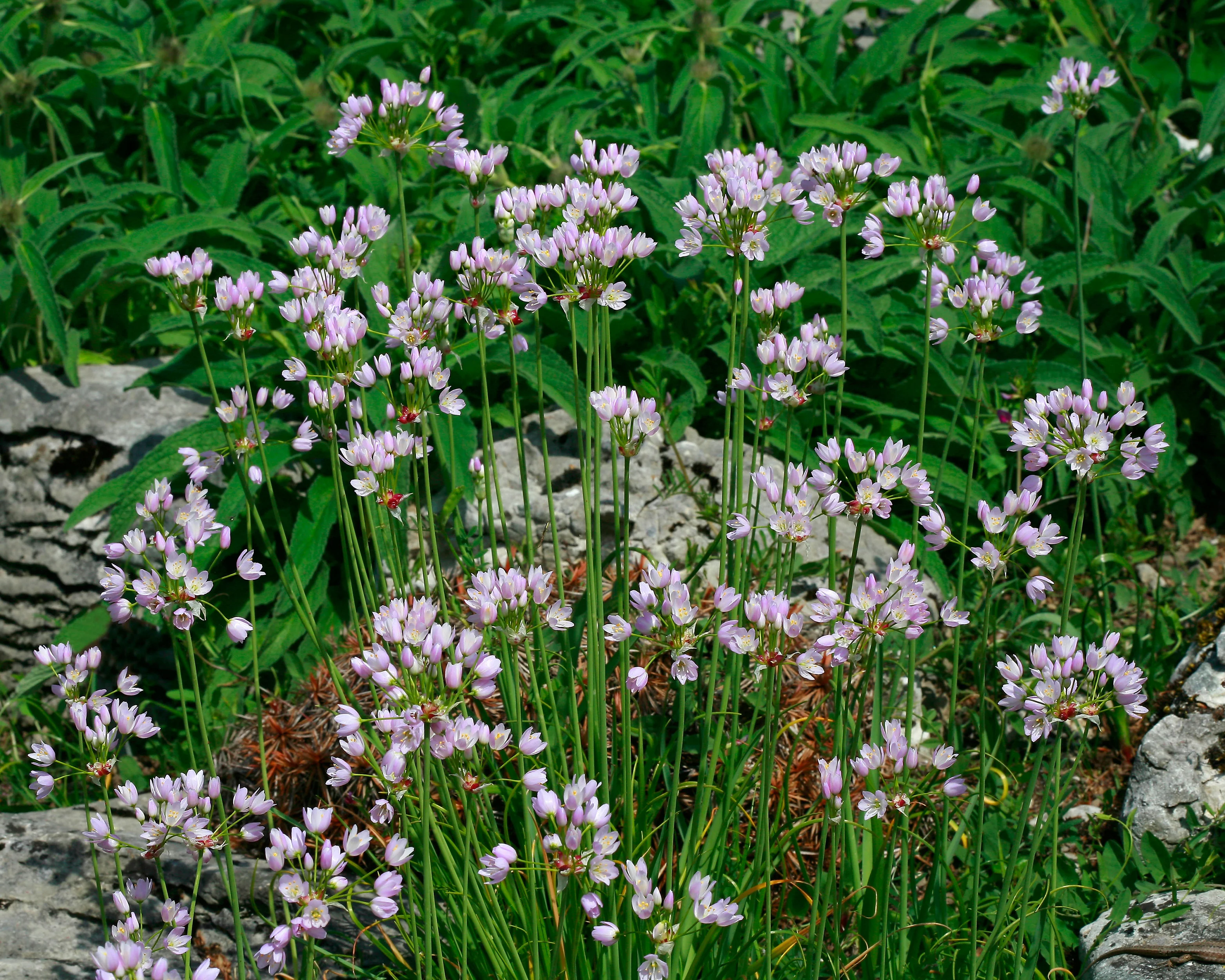 Allium roseum - Image 9