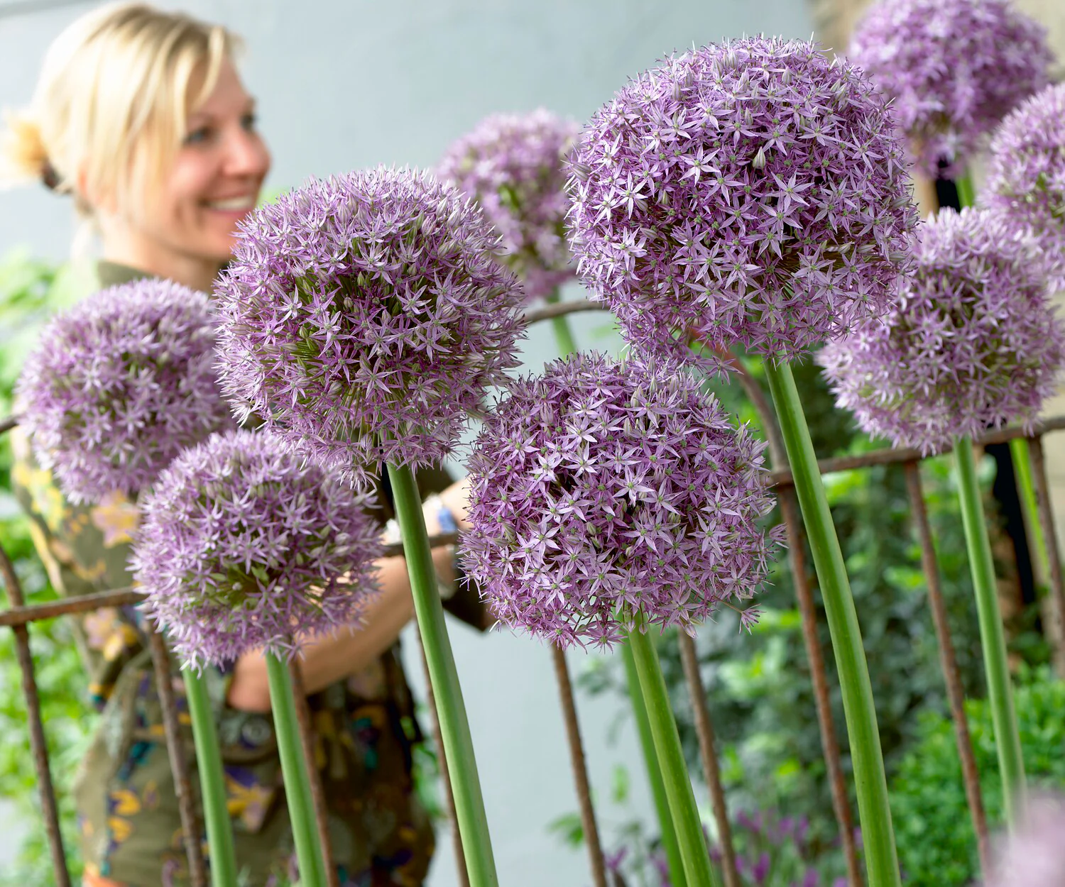 Allium 'Round 'n' Purple' - Image 2
