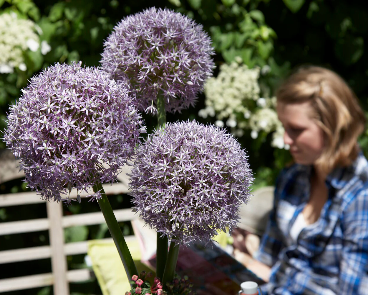 Allium 'Round 'n' Purple' - Image 6