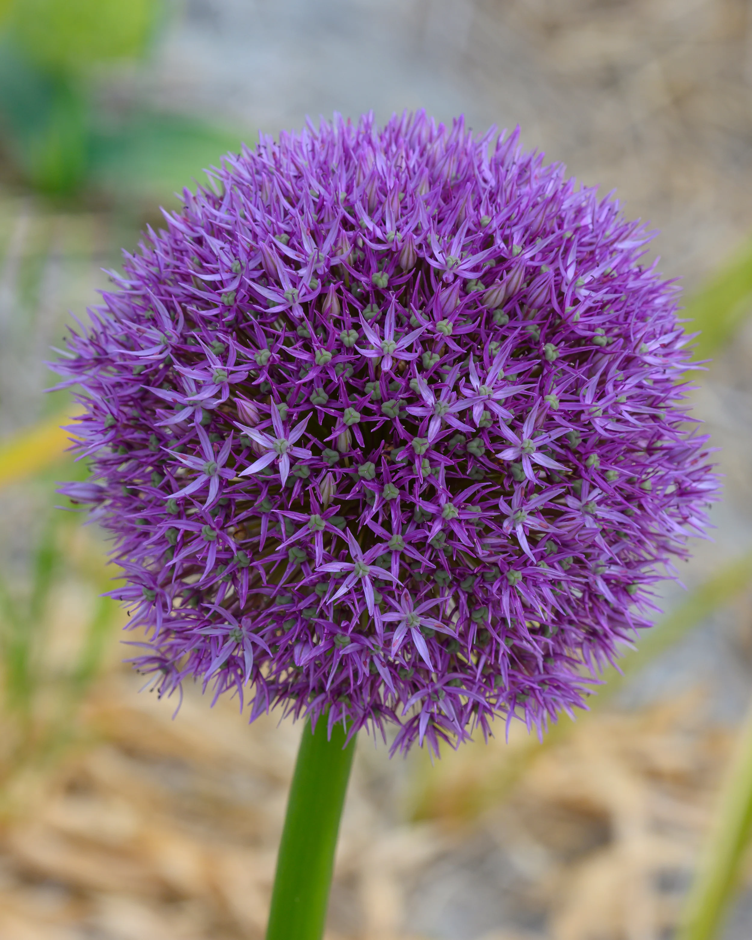 Allium 'Round 'n' Purple' - Image 8
