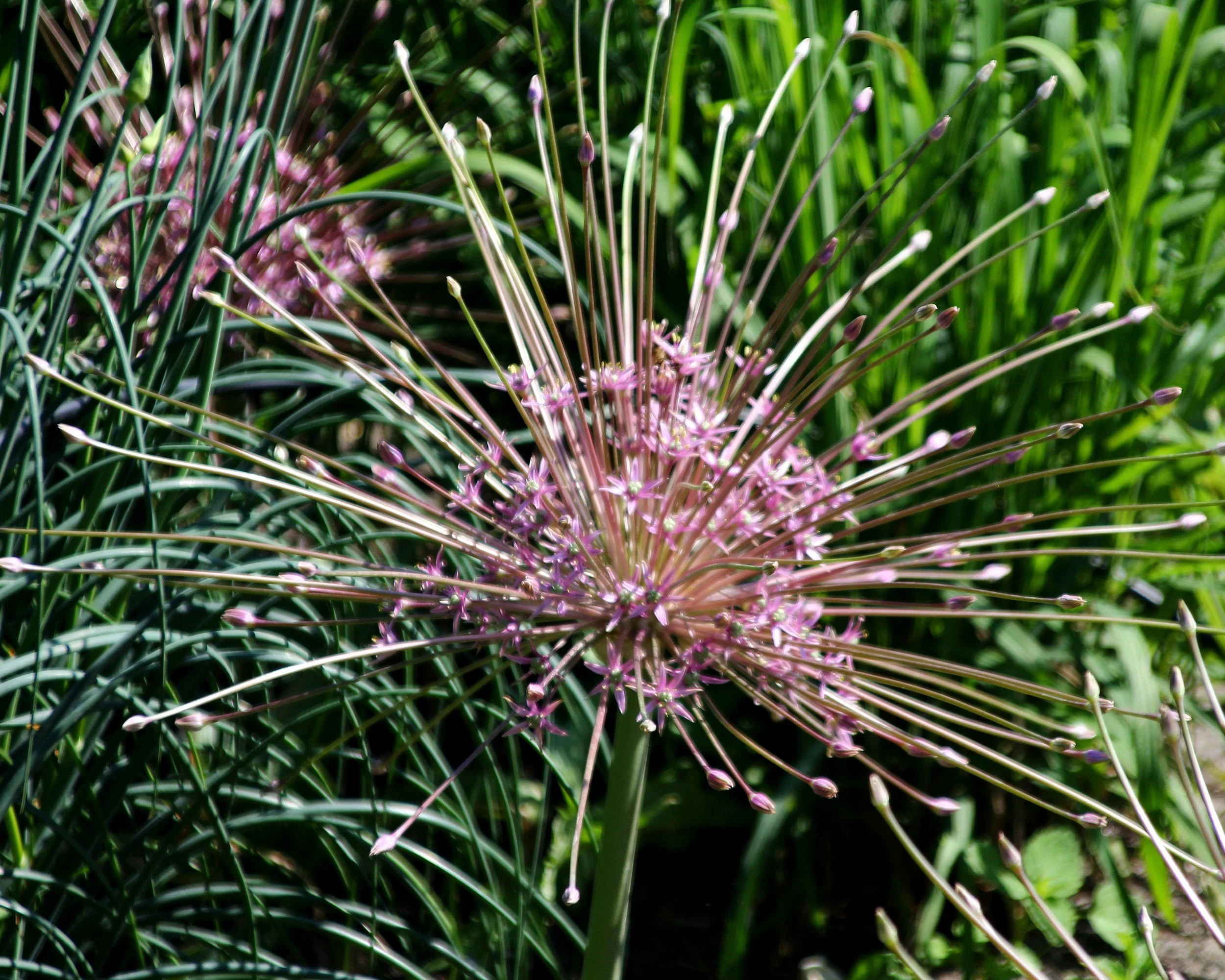 Allium schubertii - Image 5