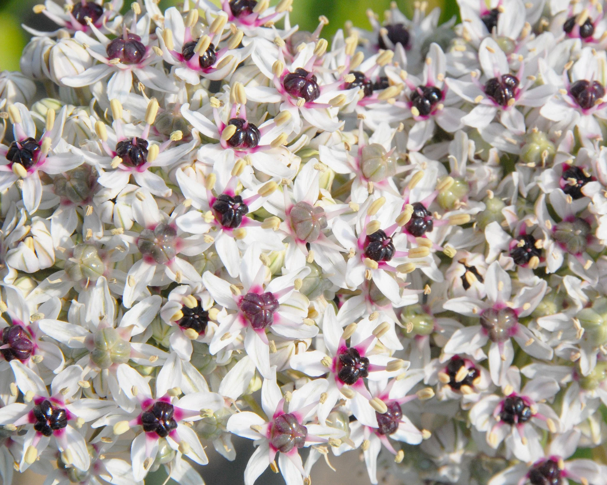 Allium 'Silver Spring' - Image 11