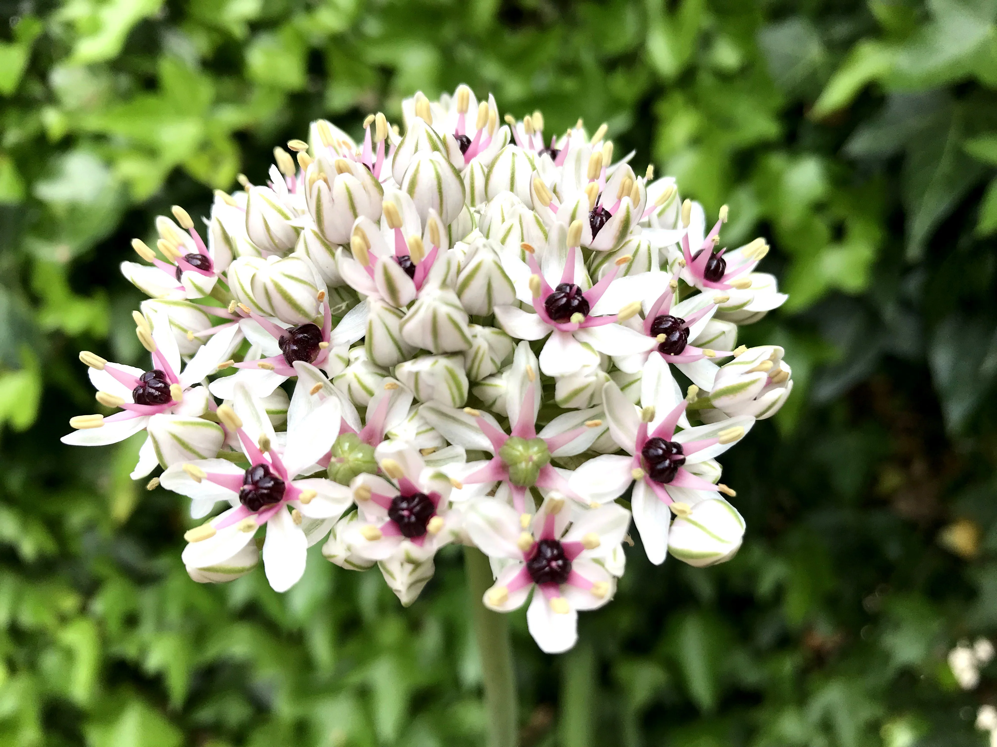 Allium 'Silver Spring' - Image 6
