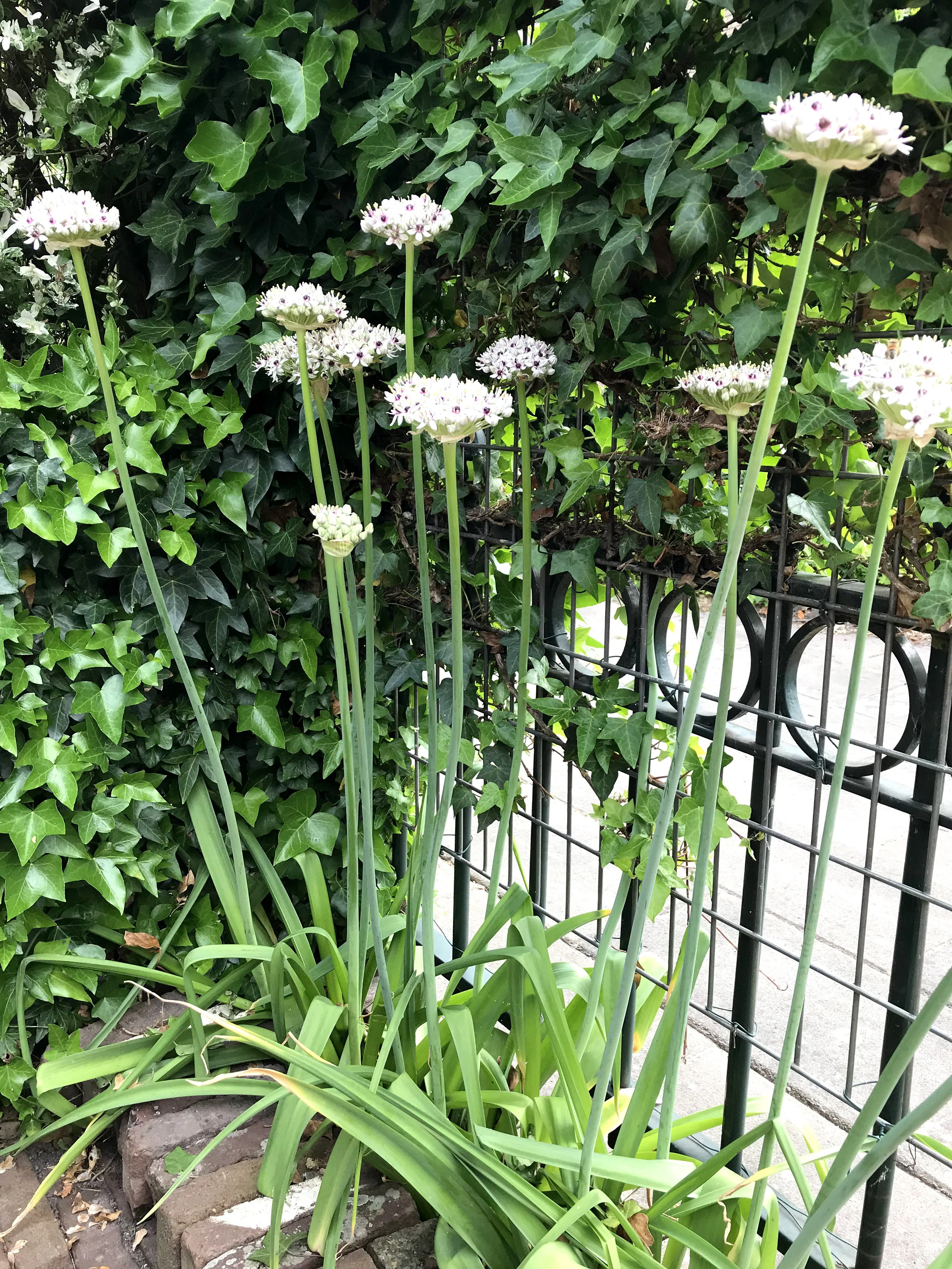 Allium 'Silver Spring' - Image 7