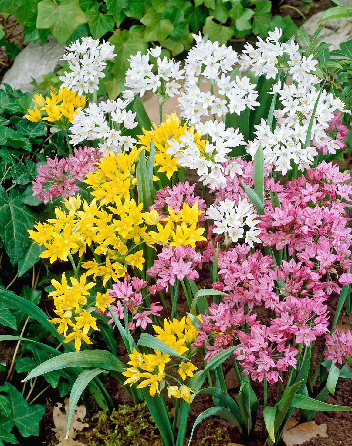 Allium 'Species Mix' - Image 2