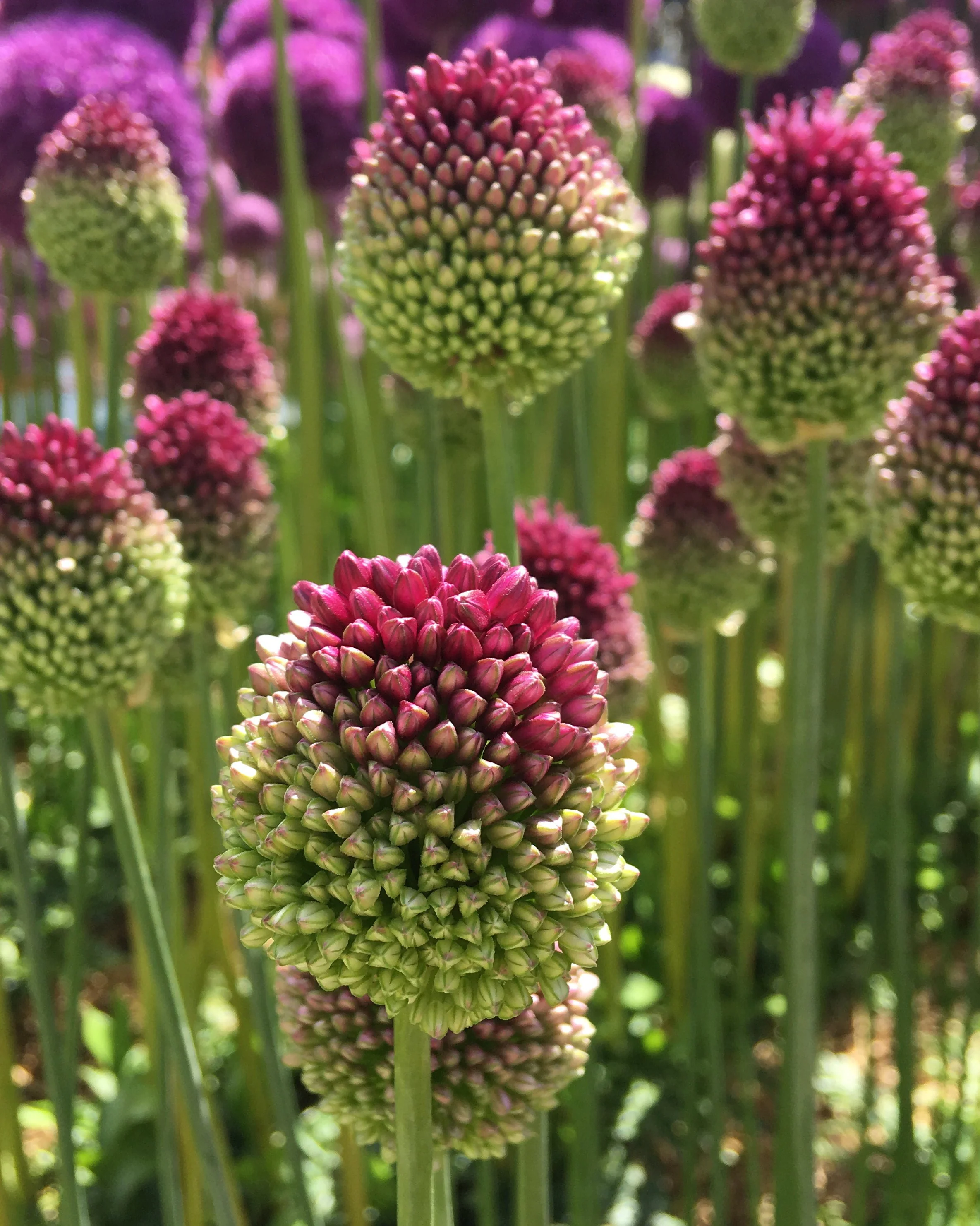 Allium sphaerocephalon - Image 3
