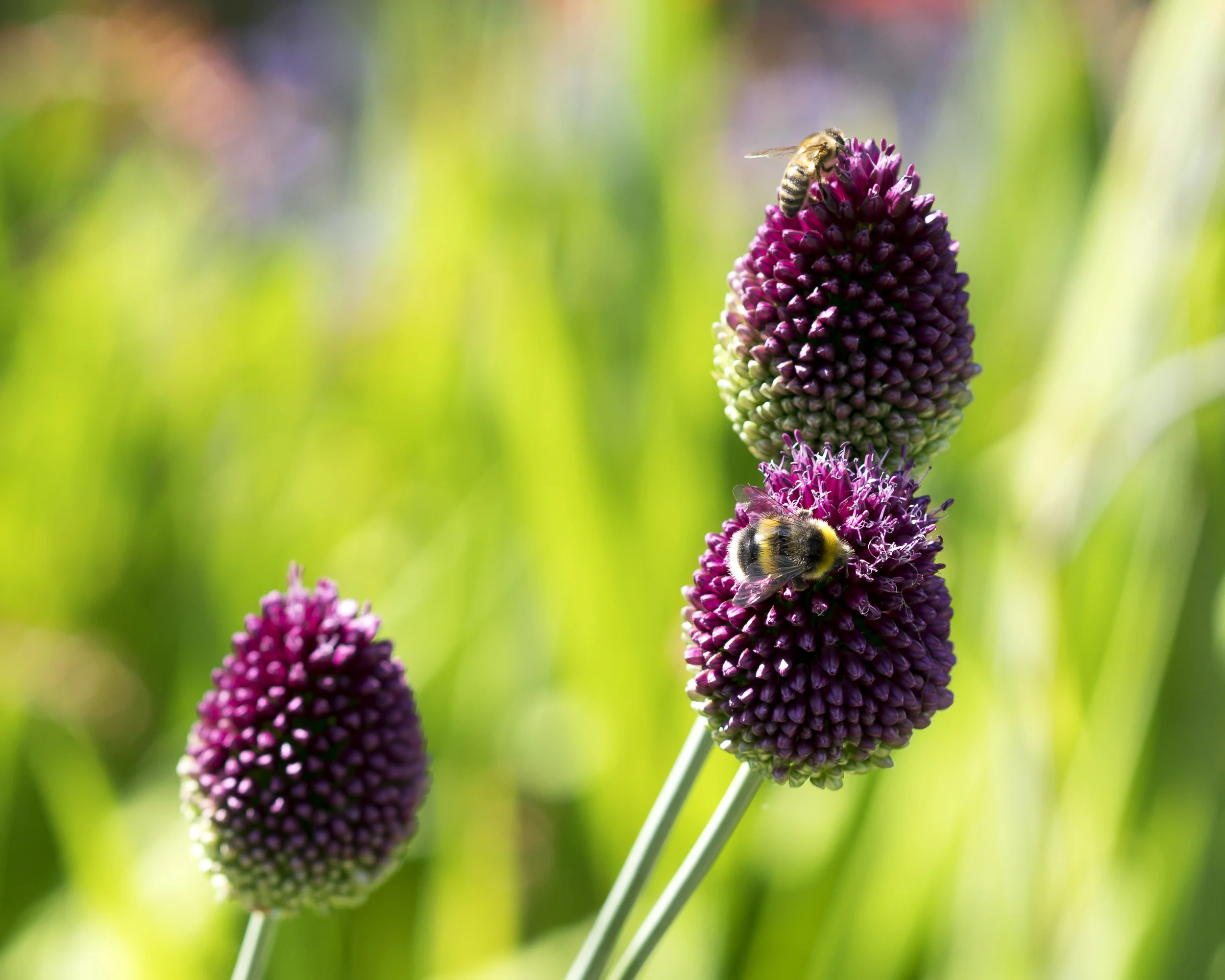 Allium sphaerocephalon - Image 7