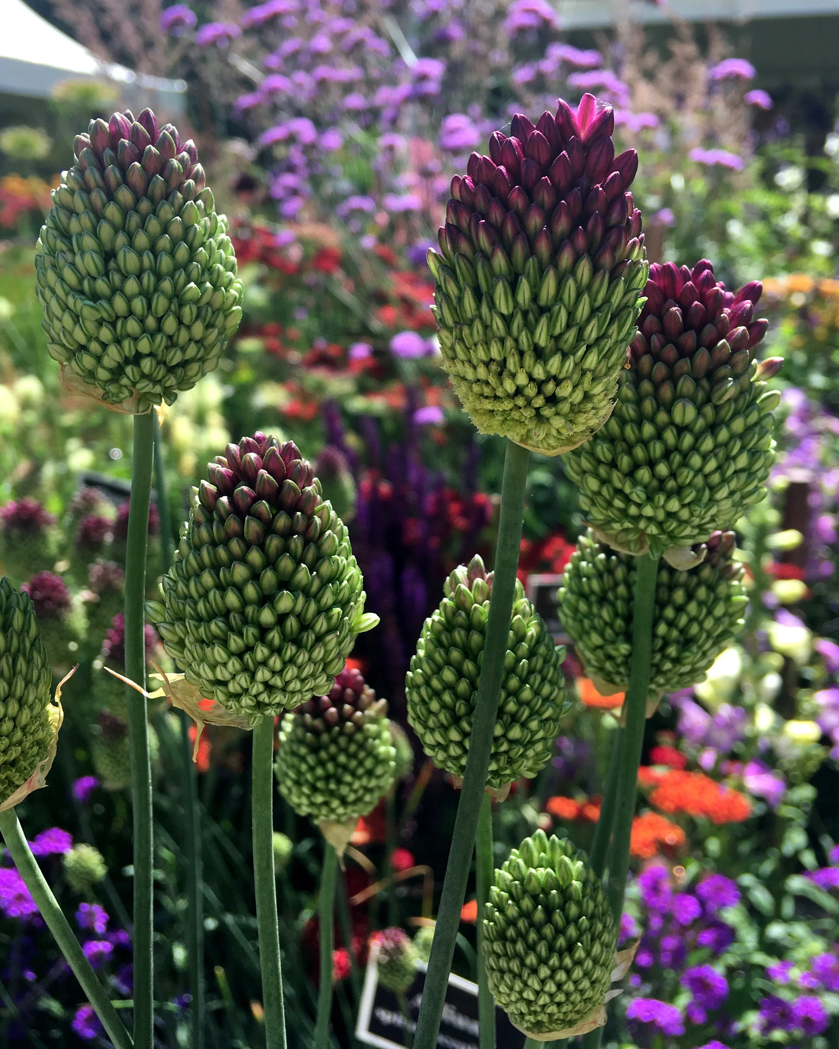 Allium sphaerocephalon - Image 9