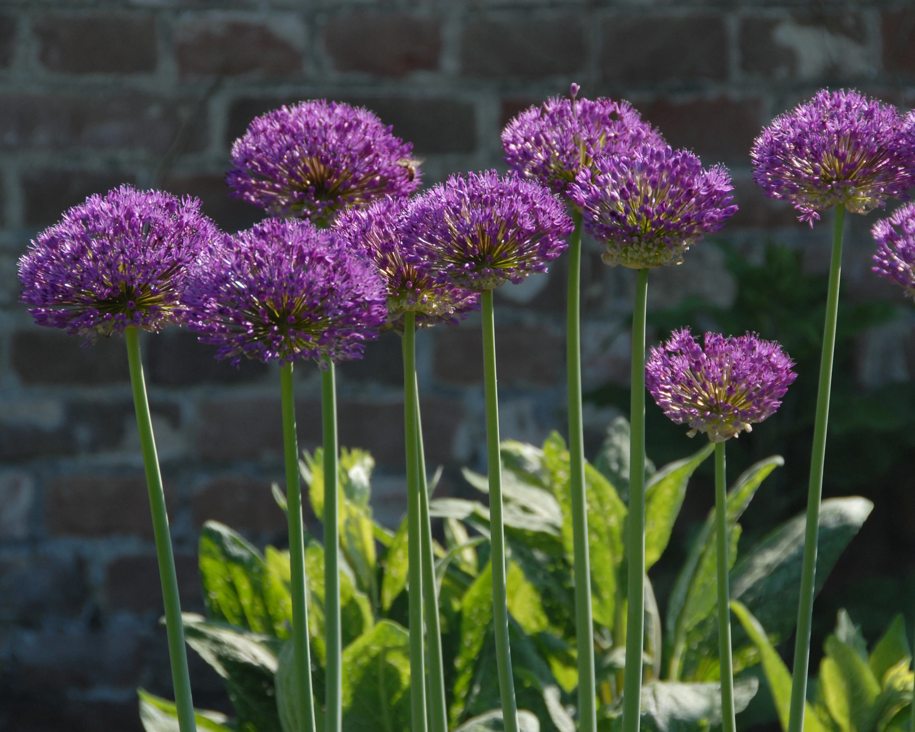 Allium 'Statos' - Image 3