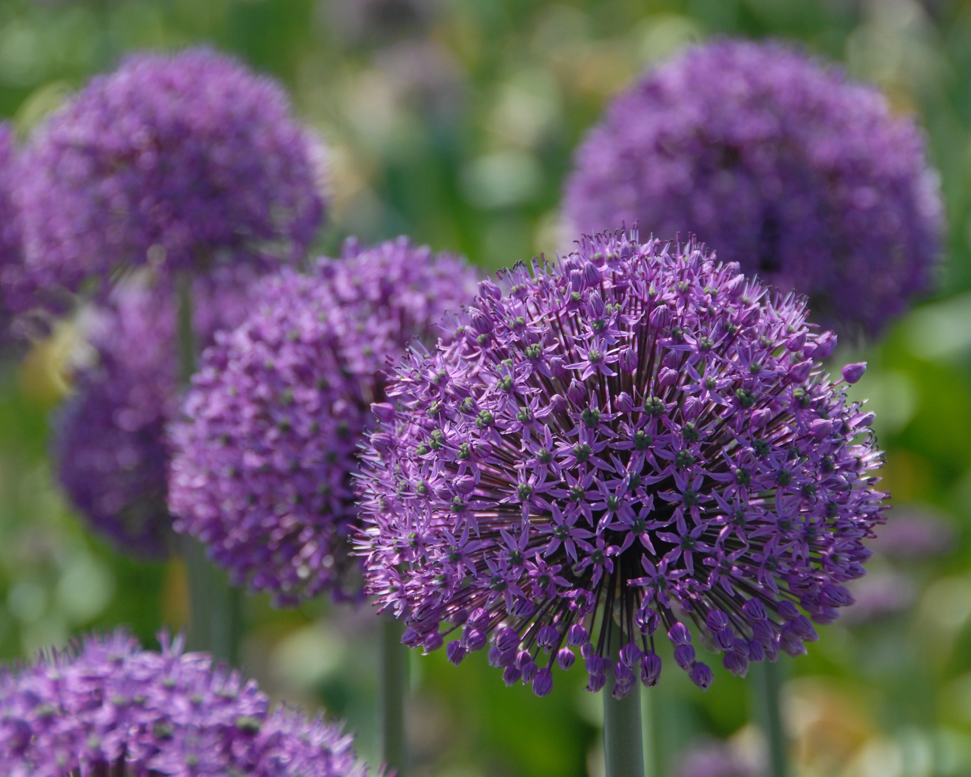 Allium 'Statos' - Image 8