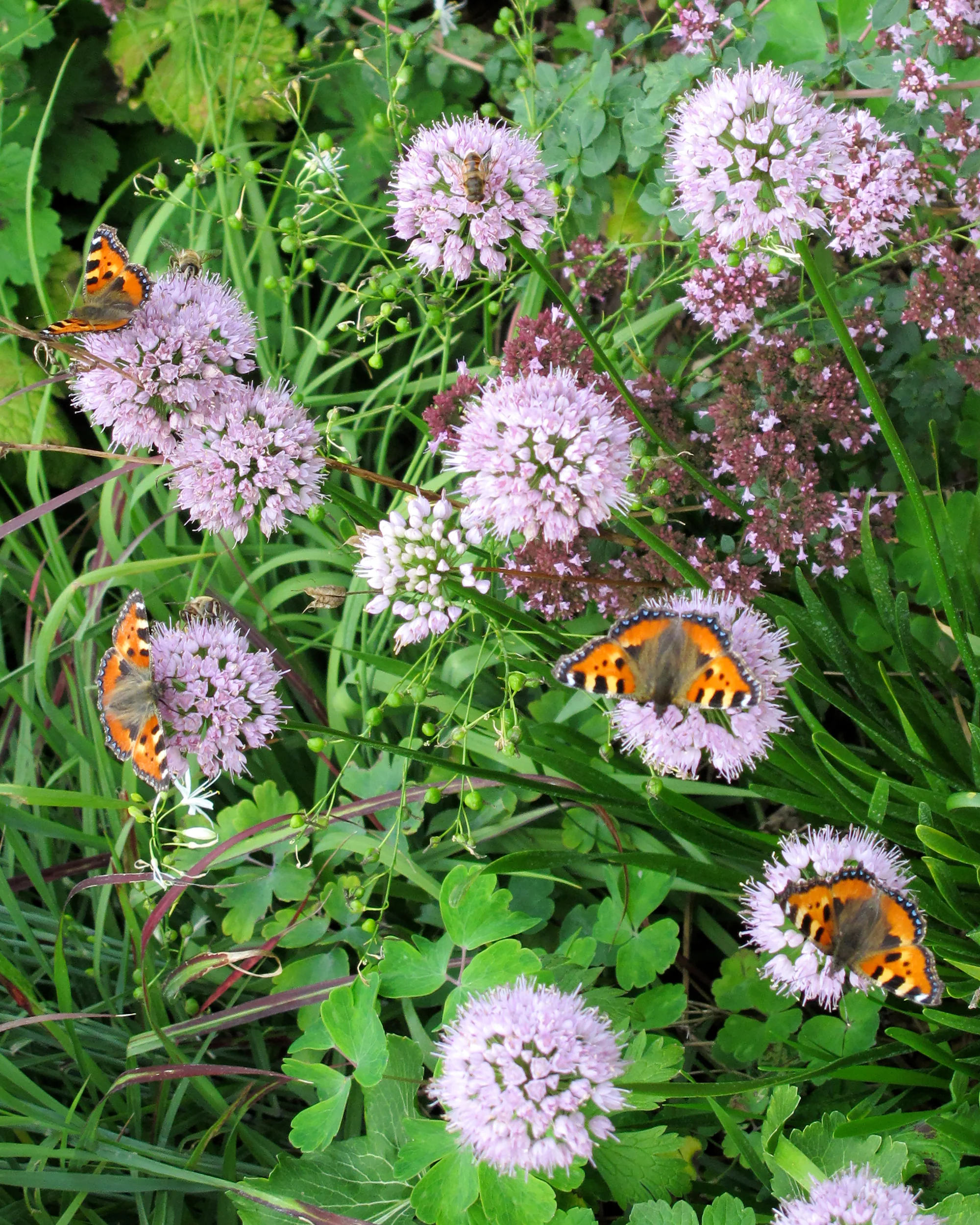Allium 'Summer Beauty' - Image 5