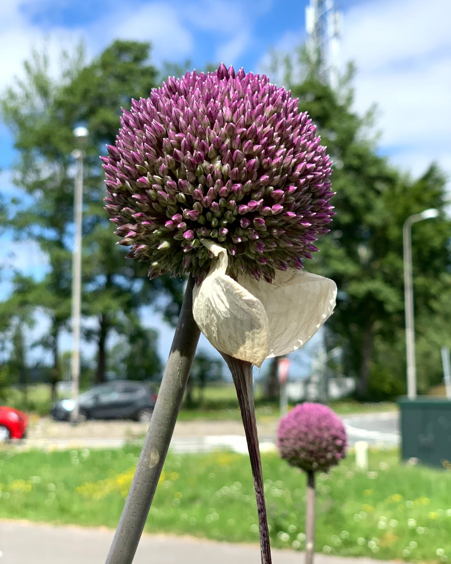 Allium 'Summer Drummer' - Image 2
