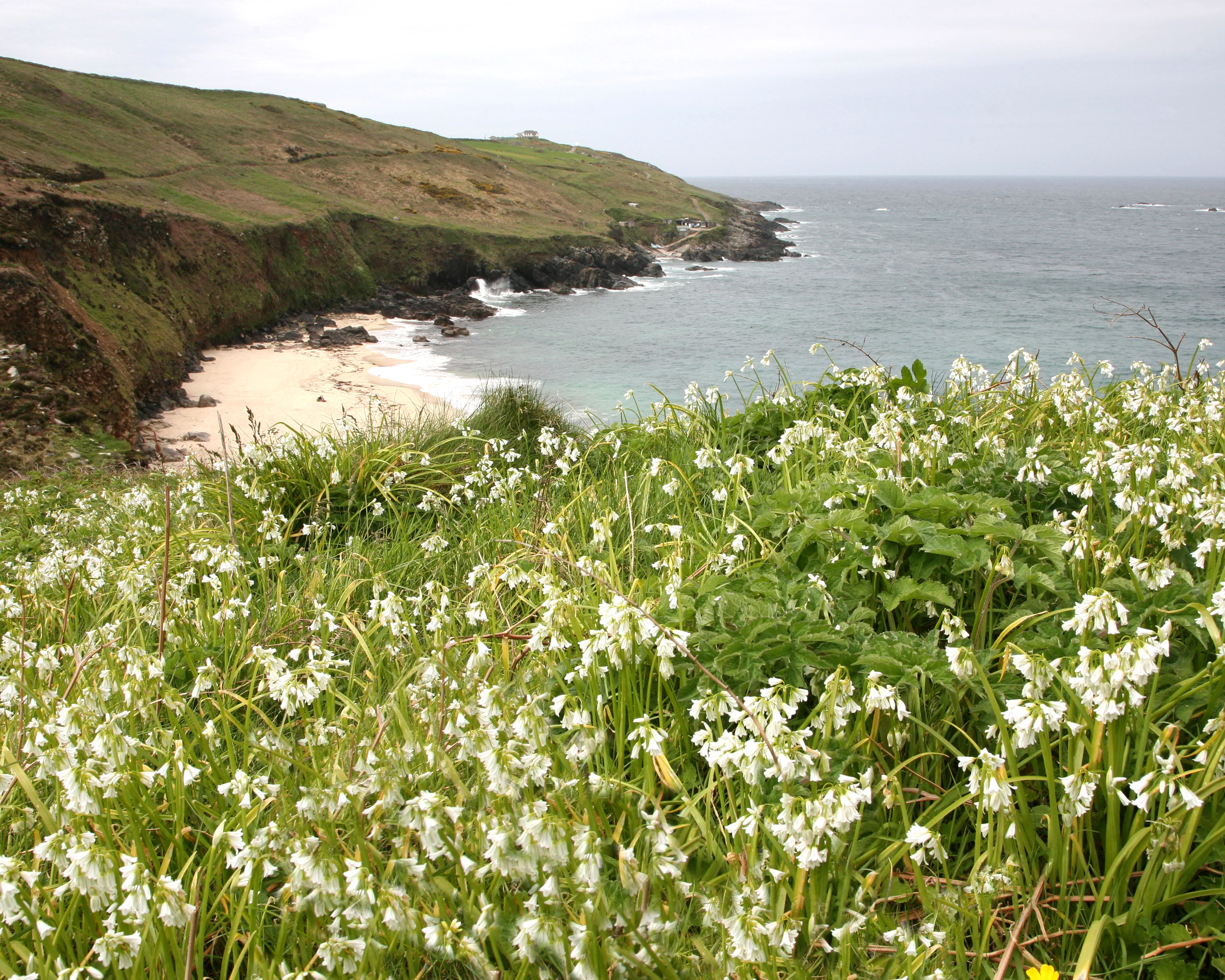 Allium triquetrum - Image 10