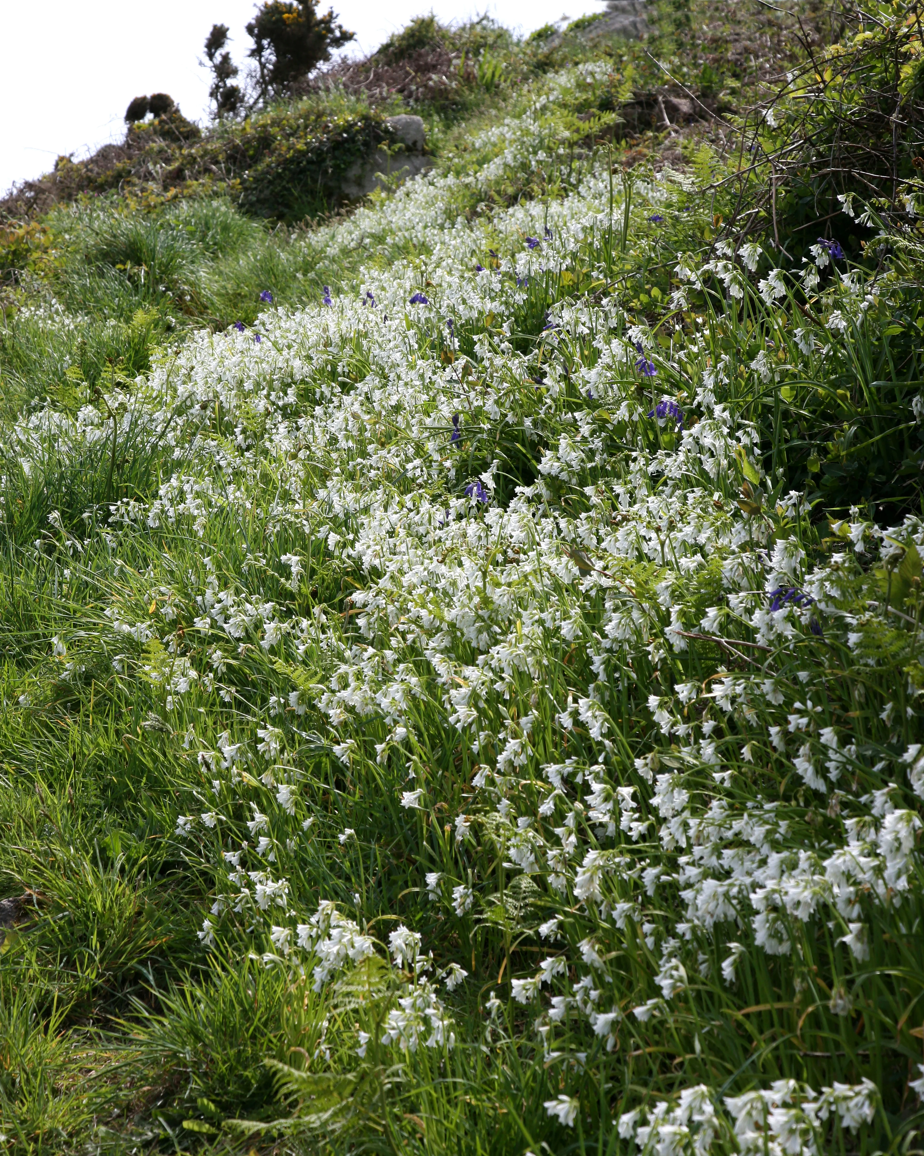 Allium triquetrum - Image 5