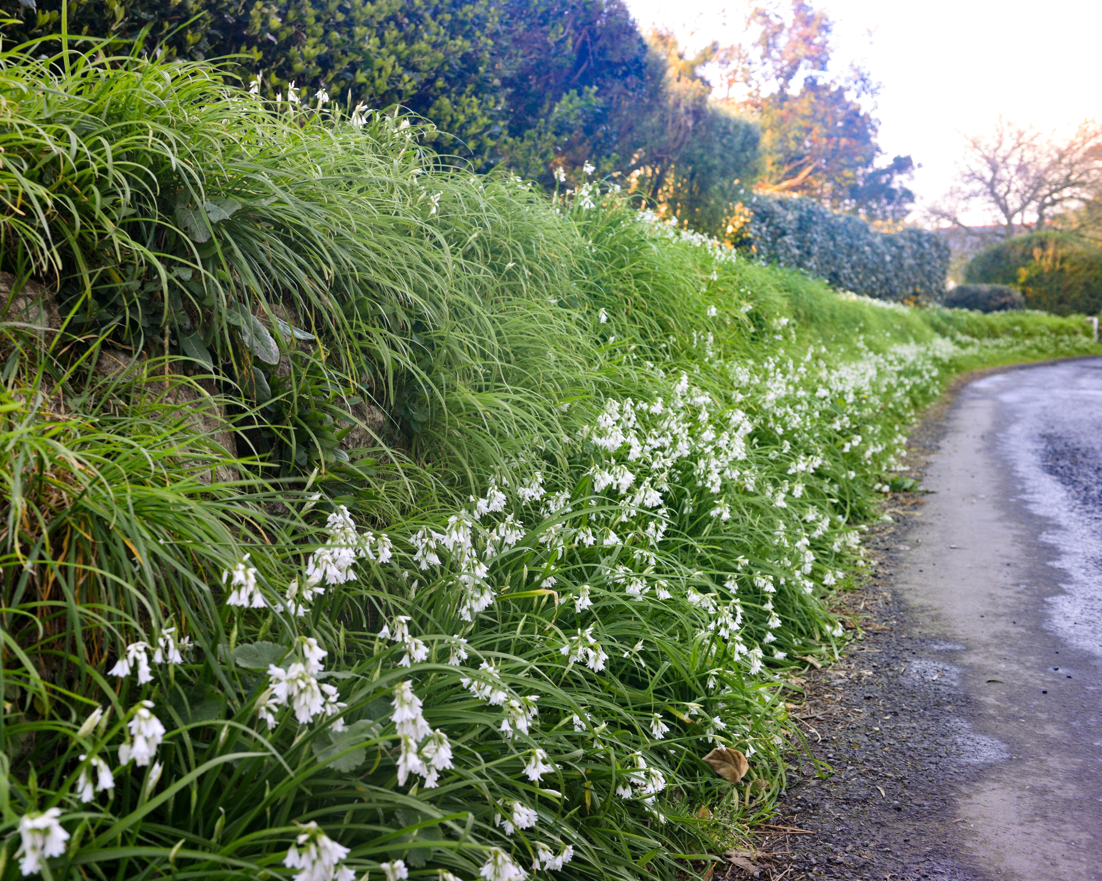 Allium triquetrum - Image 8