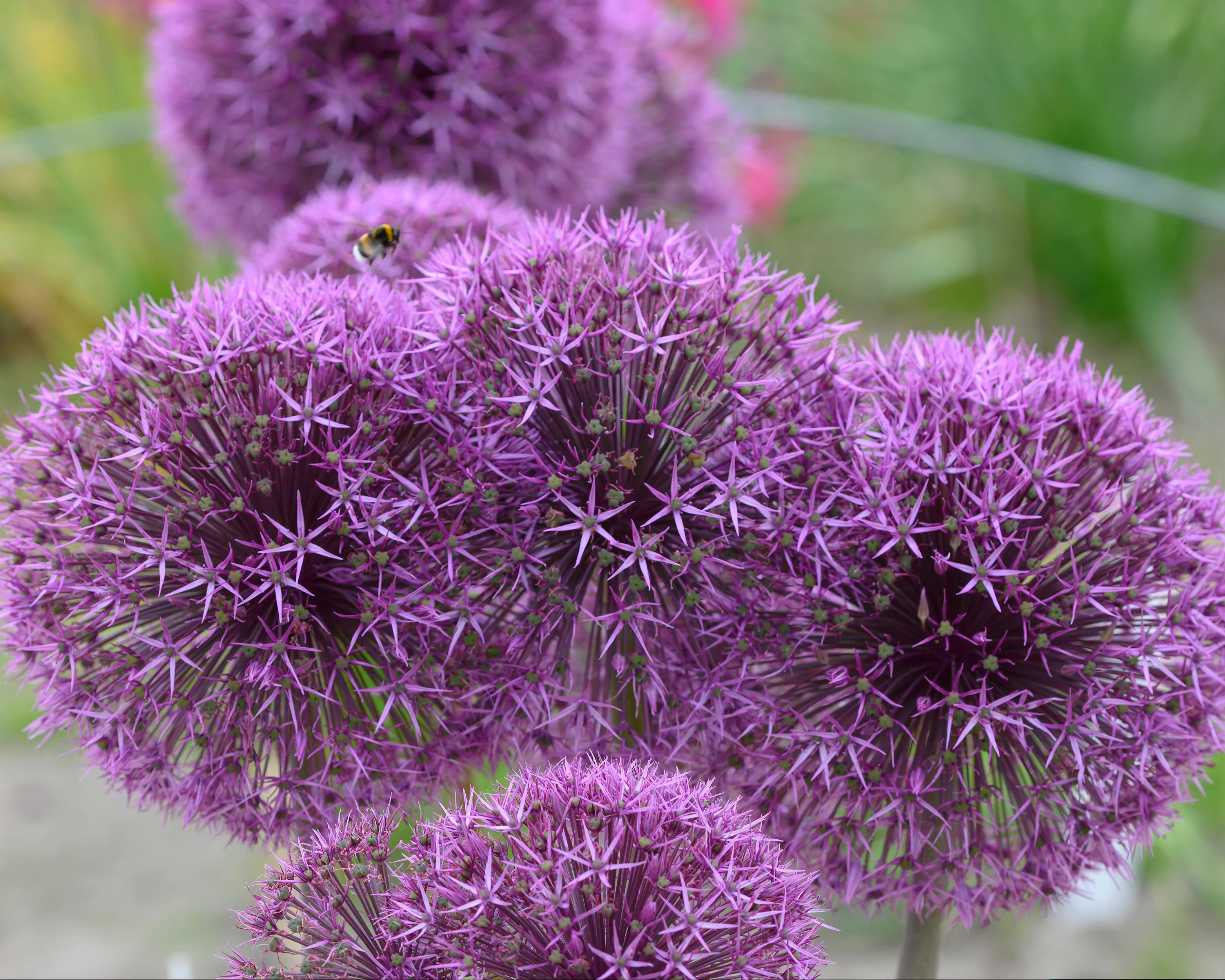 Allium 'Universe' - Image 2